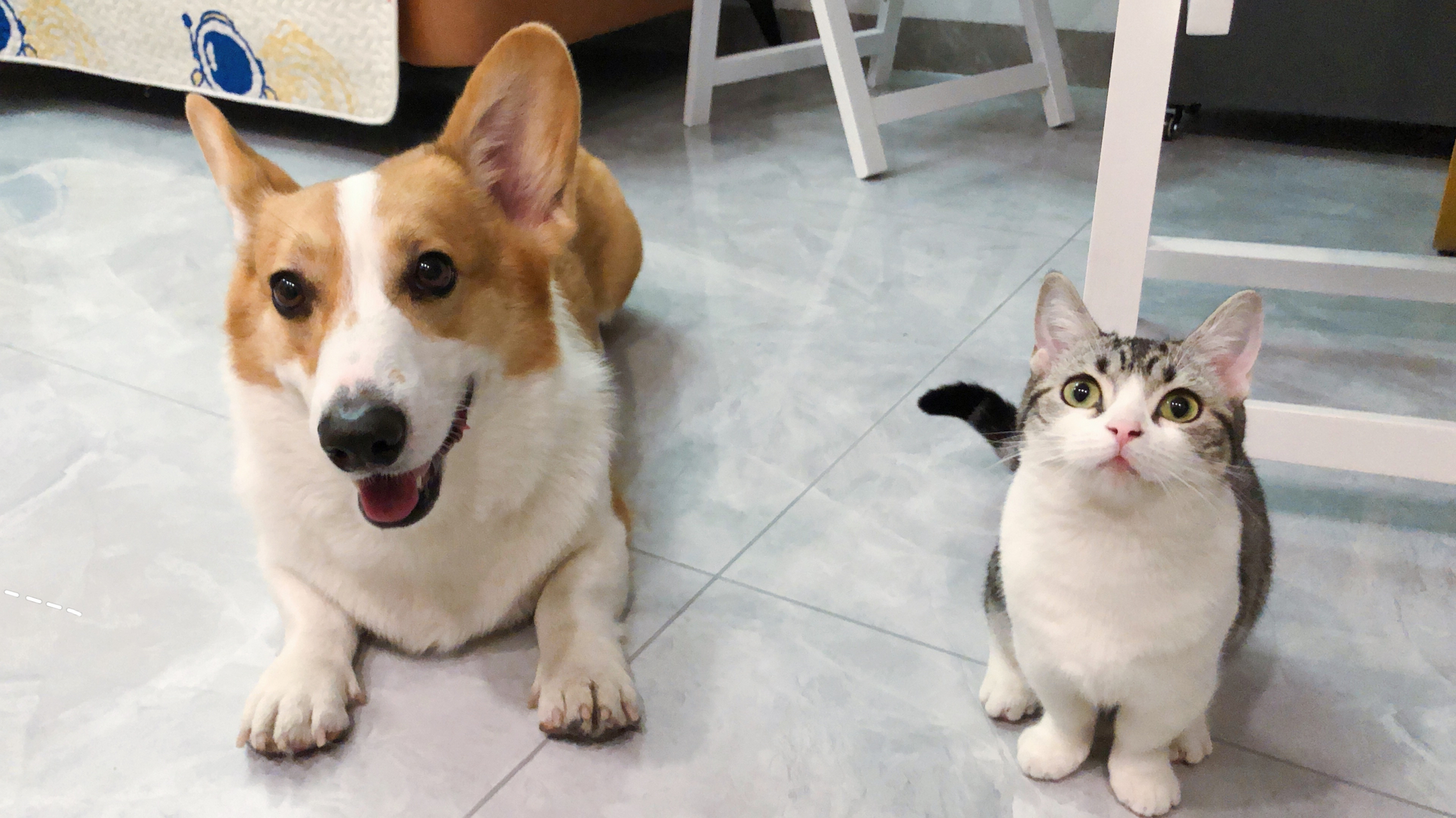 我家猫狗的最佳合照 猫狗界最佳友谊奖获得者 "啵子和neinei"[奥利给]