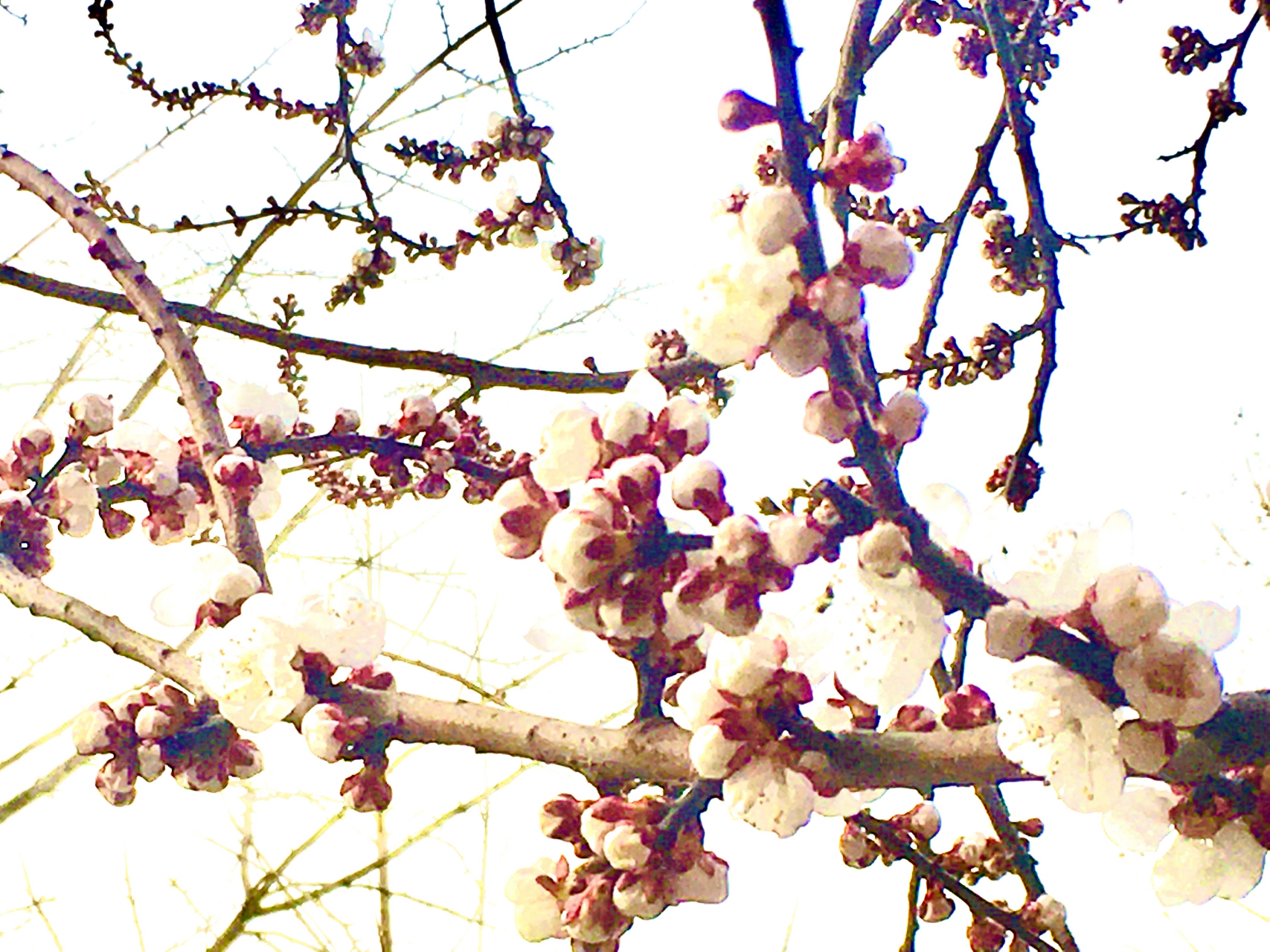 枝头春意闹,雨润红姿娇 "枝头春意闹,雨润红姿娇.