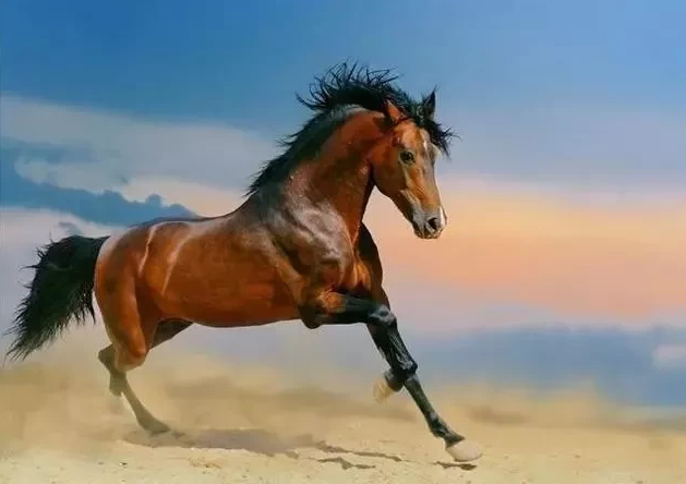 心理测试:你觉得哪匹马是上等马?测你10年后会飞黄腾达吗?