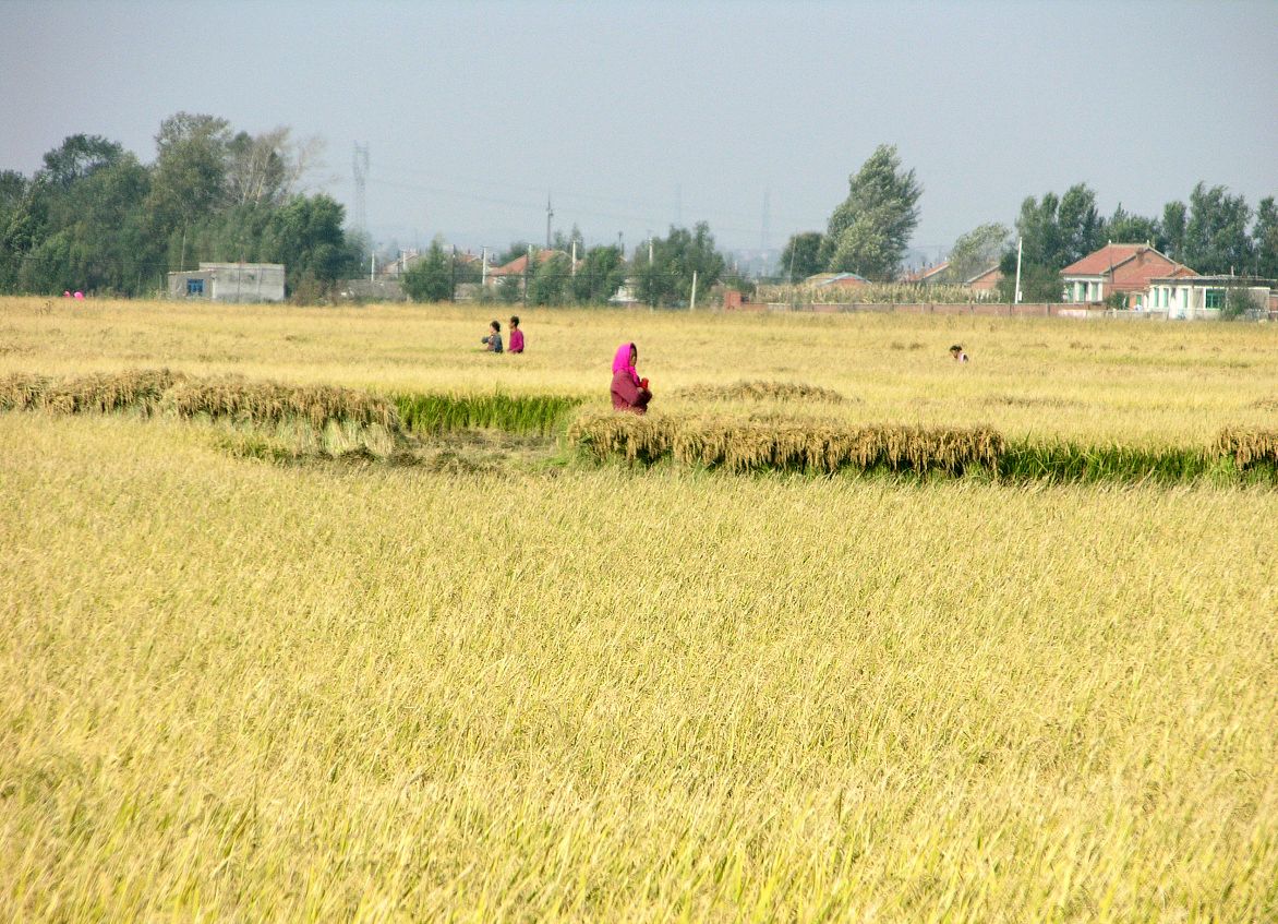 要收的庄稼多做工的人少,是什么意思?