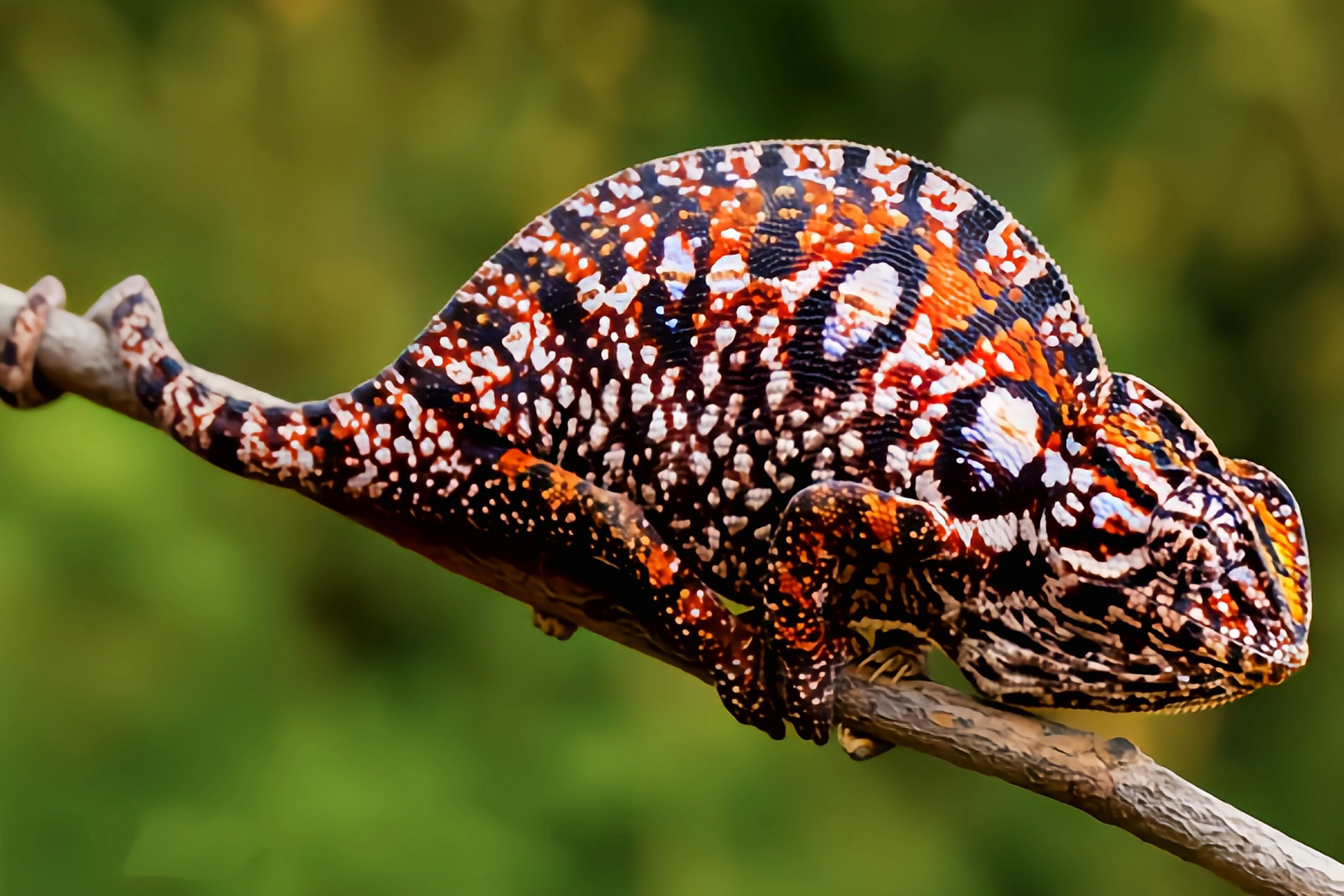 每天认识一种动物——地毯变色龙 地毯变色龙原产于马达加斯加群岛,是