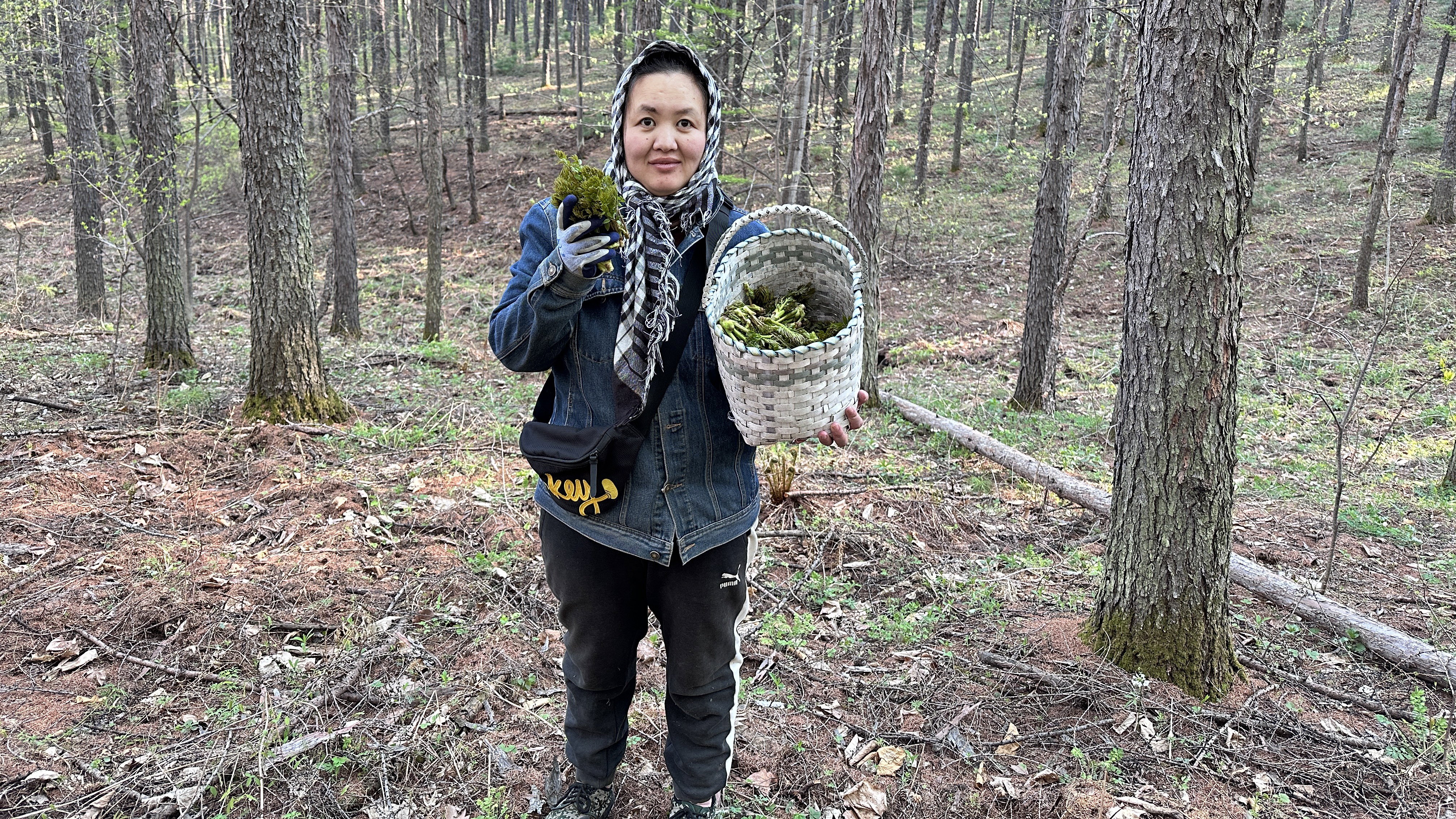 东北小伙太有山财了,碰到两片刺嫩芽,宁爸没少采猴腿菜筐都满了