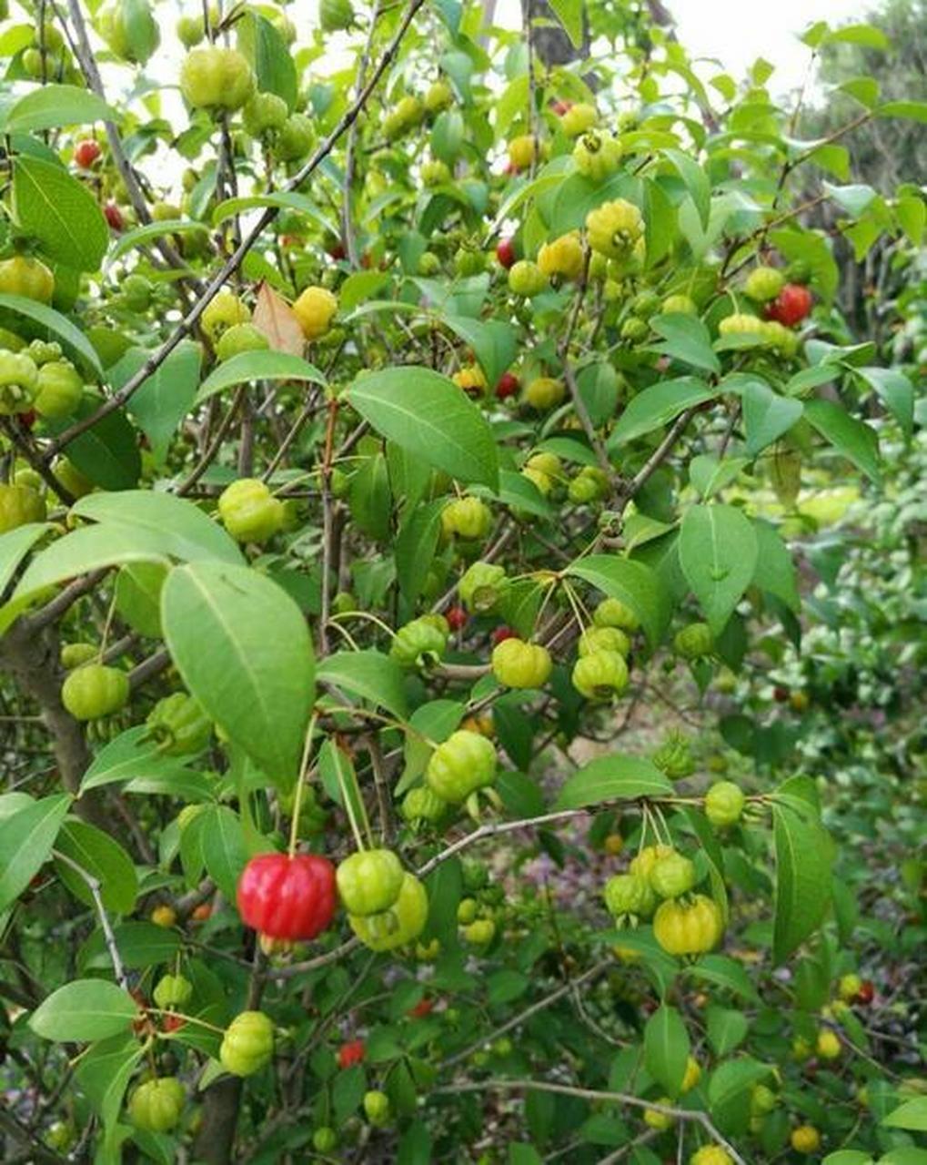 秋天的美丽风景:巴西红果仔 巴西红果仔,是来自巴西的贵族果.