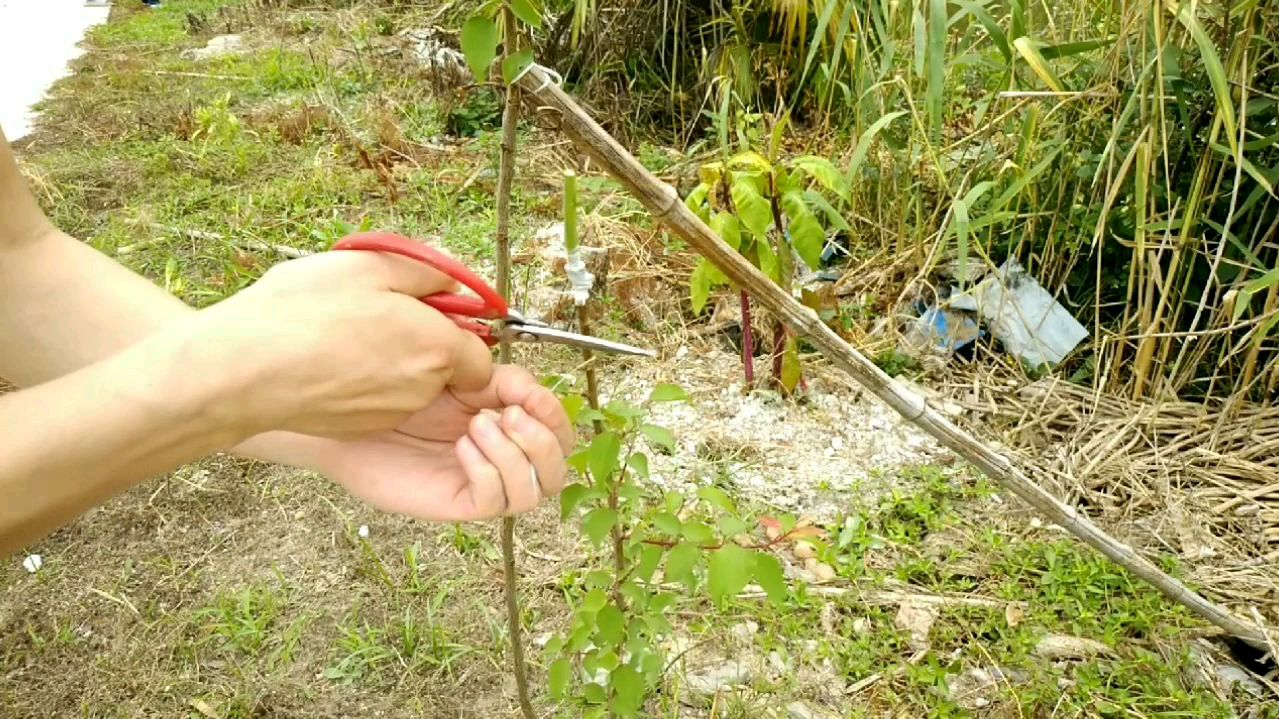 嫁接篇-种子发芽的果树结的果子不能吃,嫁接后可以吃多种果子