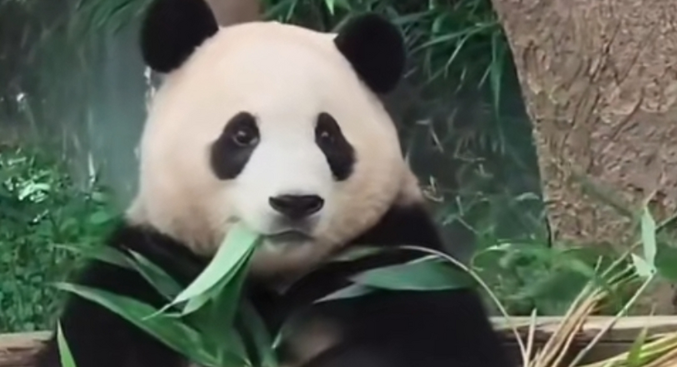 我们福宝真的好上镜!  要好好幸福哦!