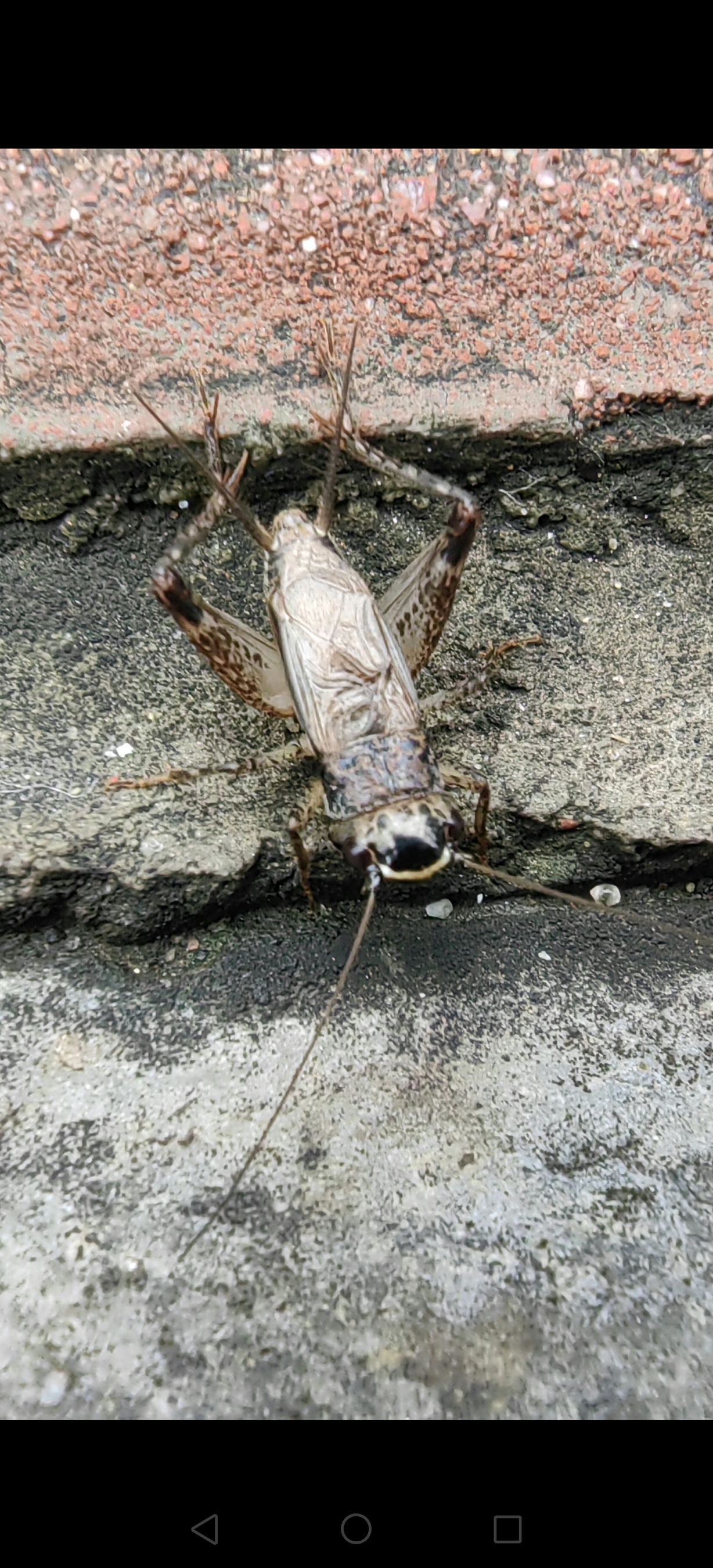 在西安某街道路边看到的大棺头蟋蟀∽ 蟋蟀又叫蛐蛐,古代人叫促织