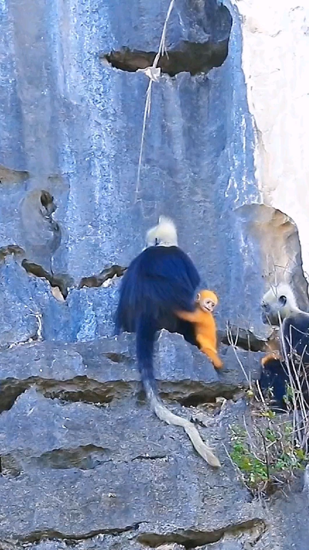 粗心的妈妈!白头叶猴宝宝历险记-度小视