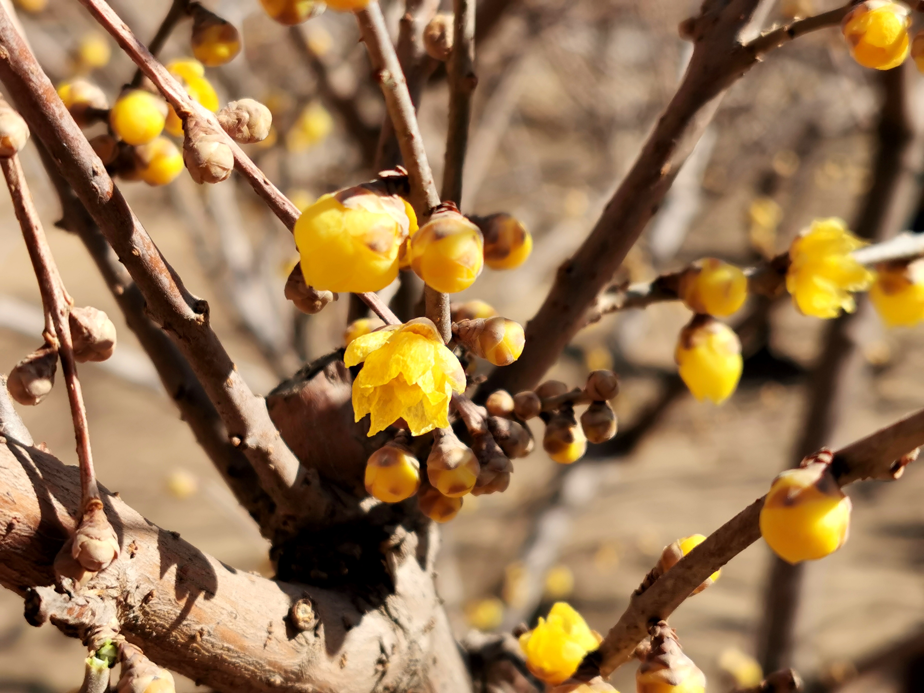 北京正月赏腊梅