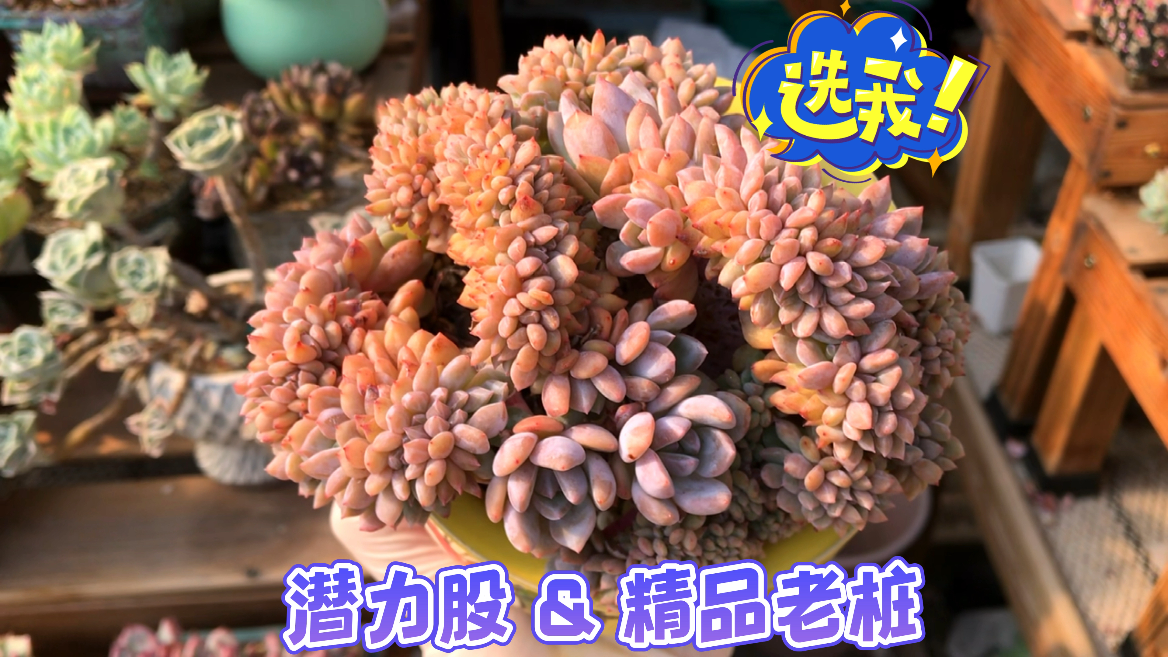 多肉开箱顺便聊聊价格,嫩苗潜力股和精品老桩,你选哪一款