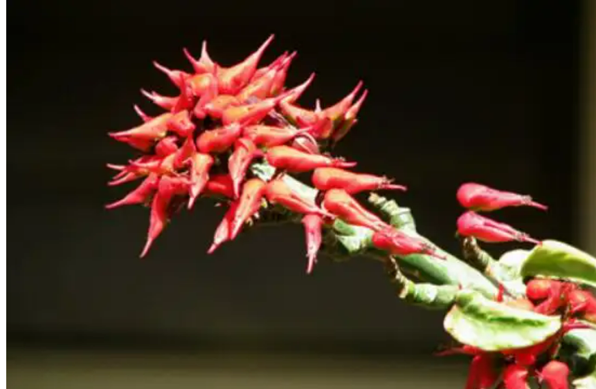 红雀珊瑚有毒吗能在家养吗