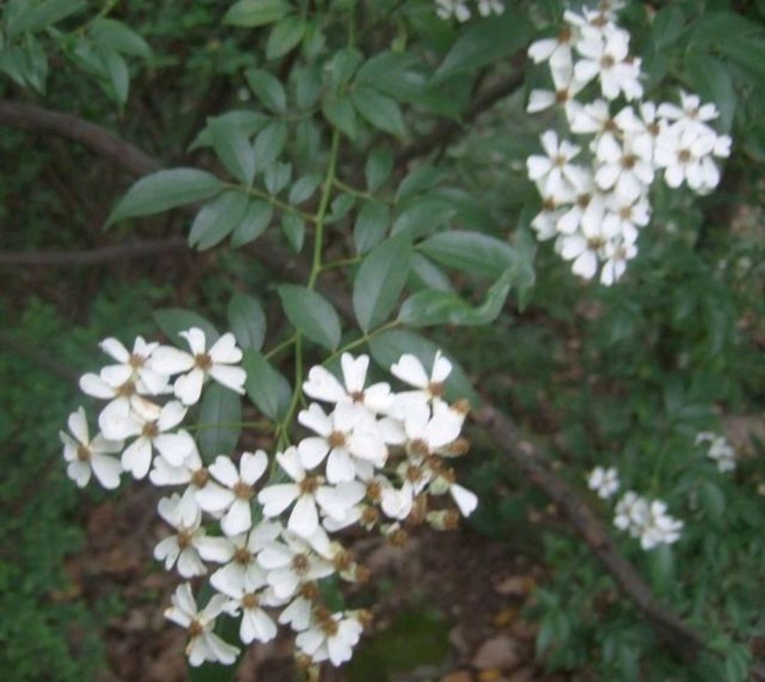 简单介绍农村山上随处可见的植物——山木香