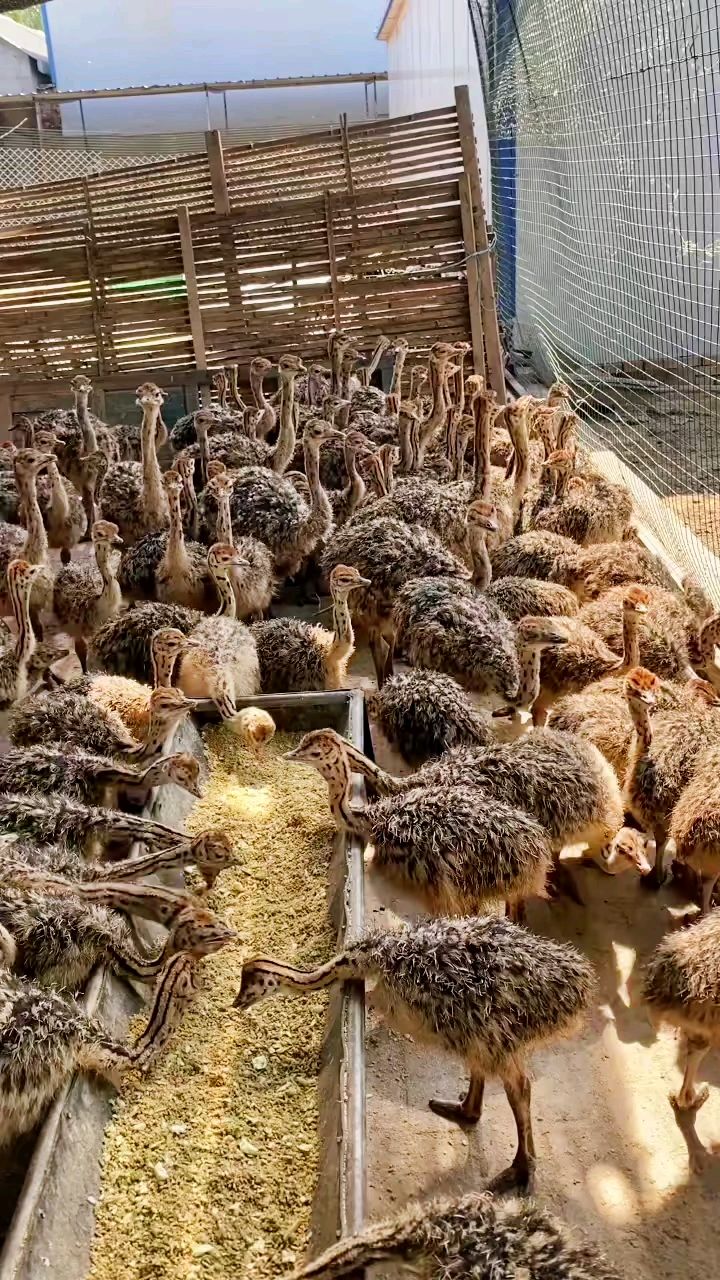两个多月的鸵鸟苗