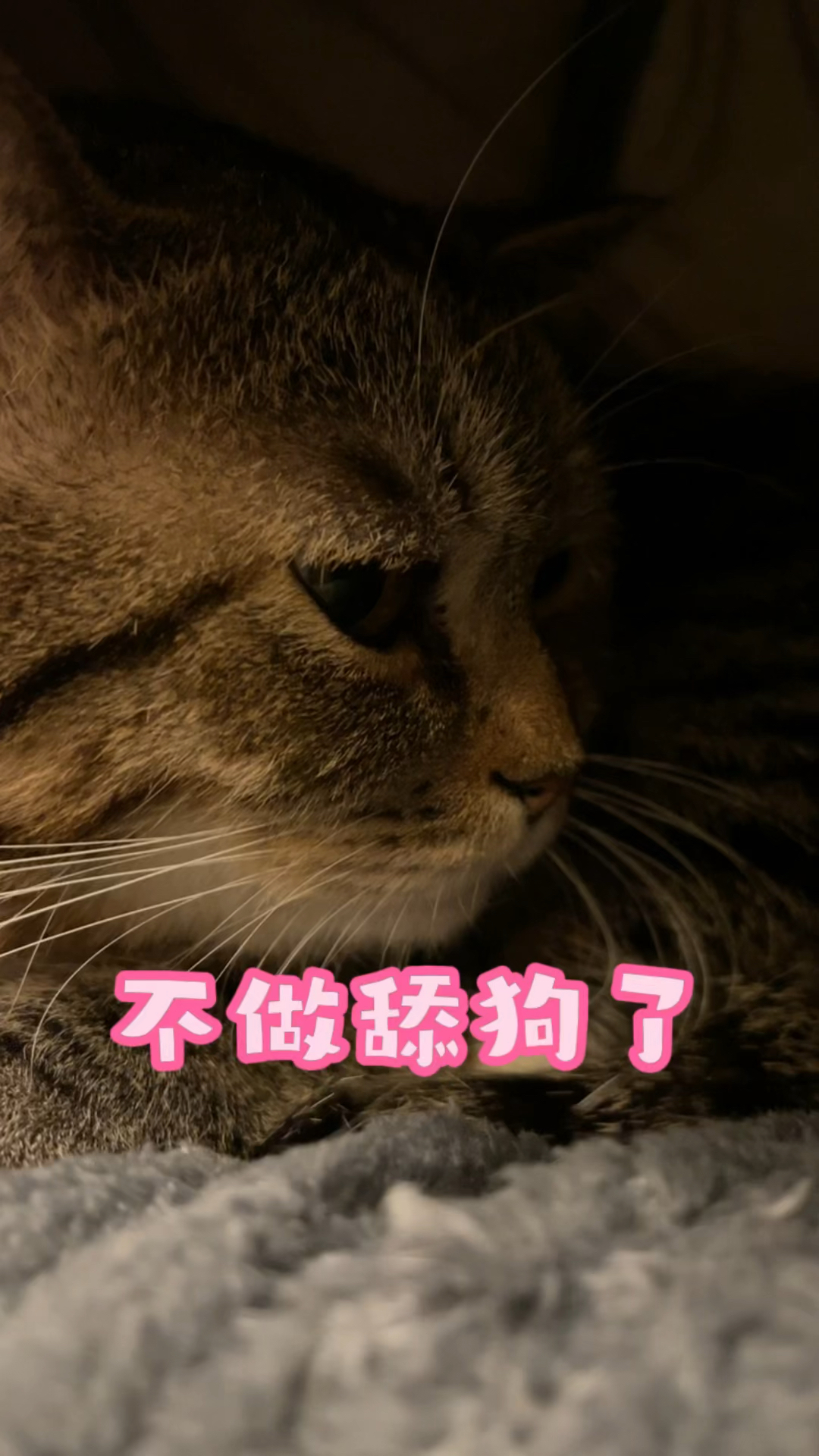 我再也不要做舔狗了我们好聚好散吧以后你走你的独木桥我在下面撑着桥