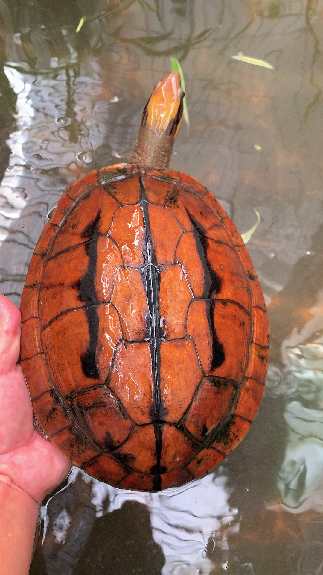 海南红旗龟图片图片