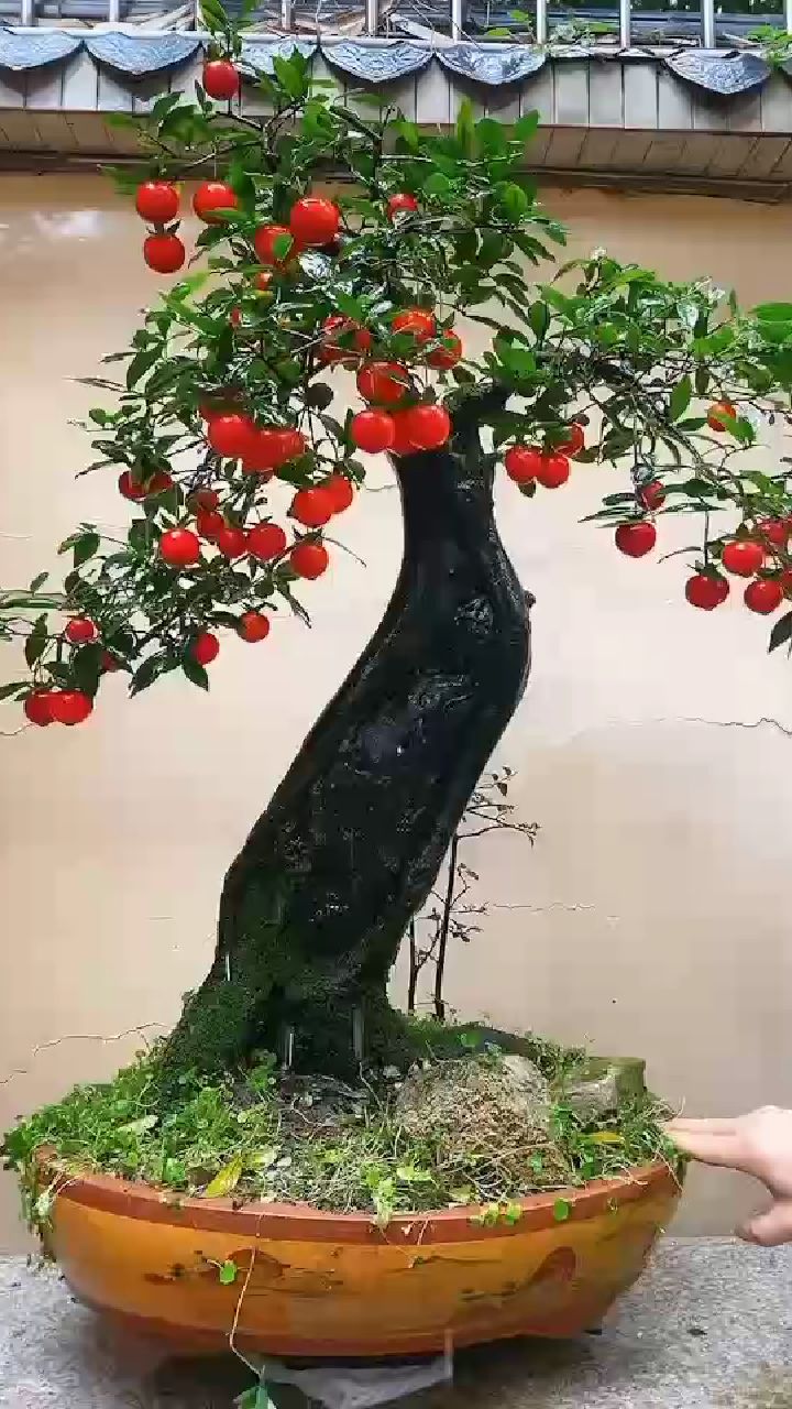 长柄晚熟血红果碳化扁桩金弹子盆景