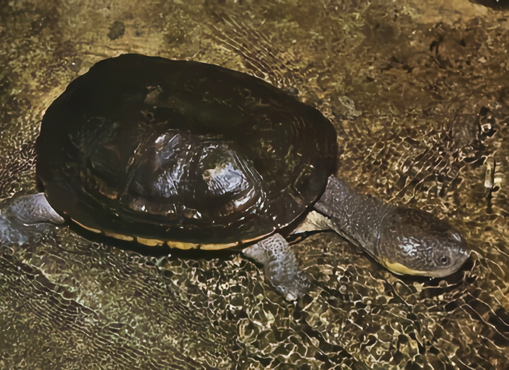 每天认识一种动物——巨头蛇颈龟 巨头蛇颈龟别名大头刺颈龟,生活在