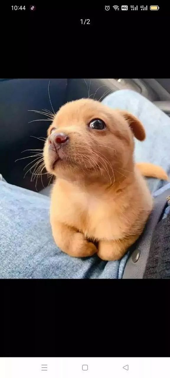 朋友送的,帮我起个名字呗!不能姓黄,但要体现它黄