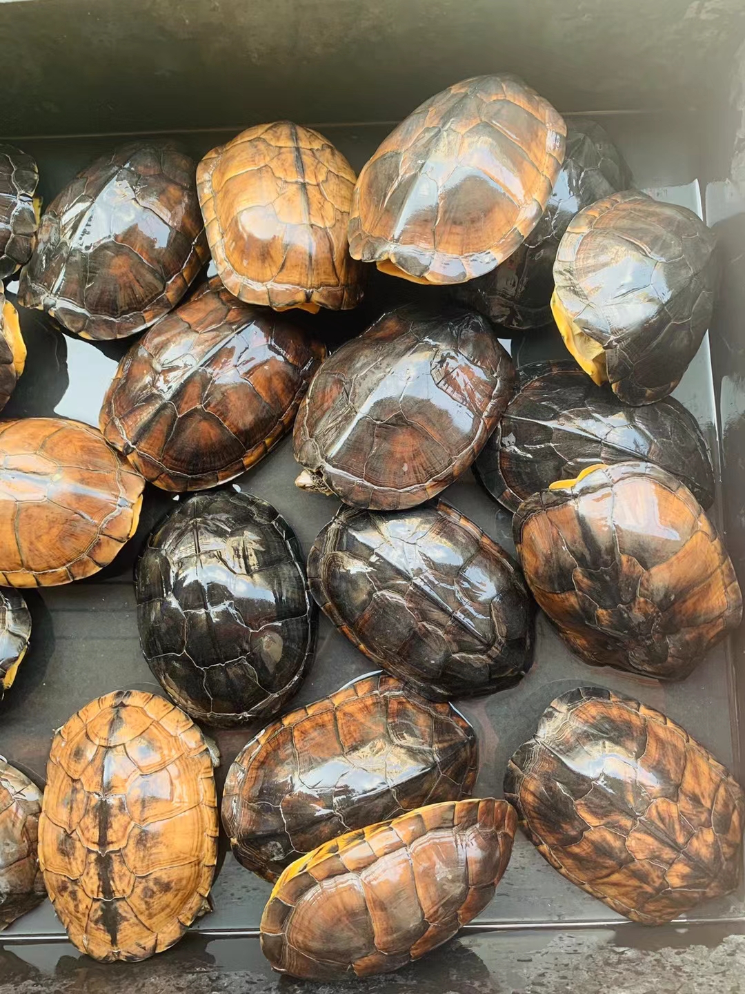 45斤起大水牛南石老种龟,共71斤,均3.55斤一个