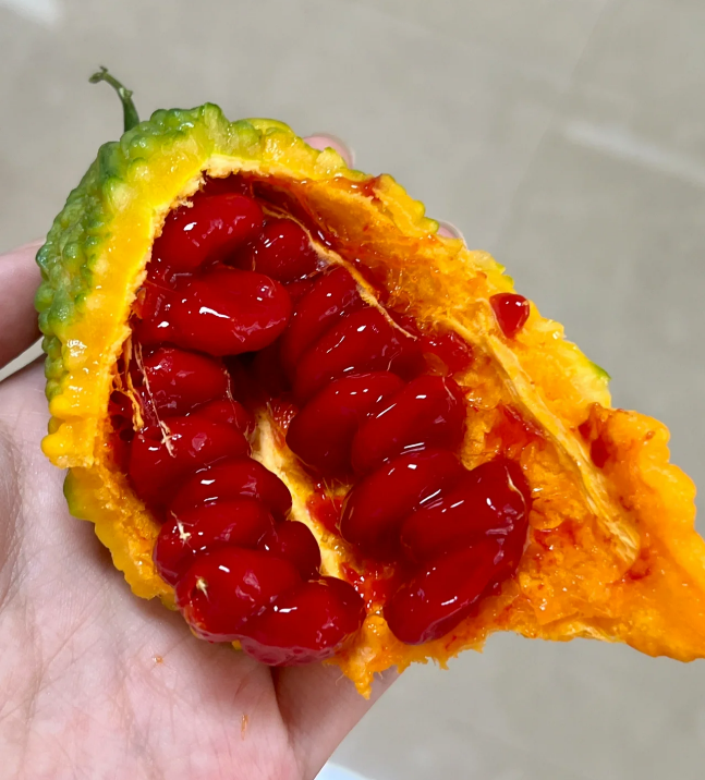 让我们一起来了解:熟透的苦瓜就是癞葡萄吗?