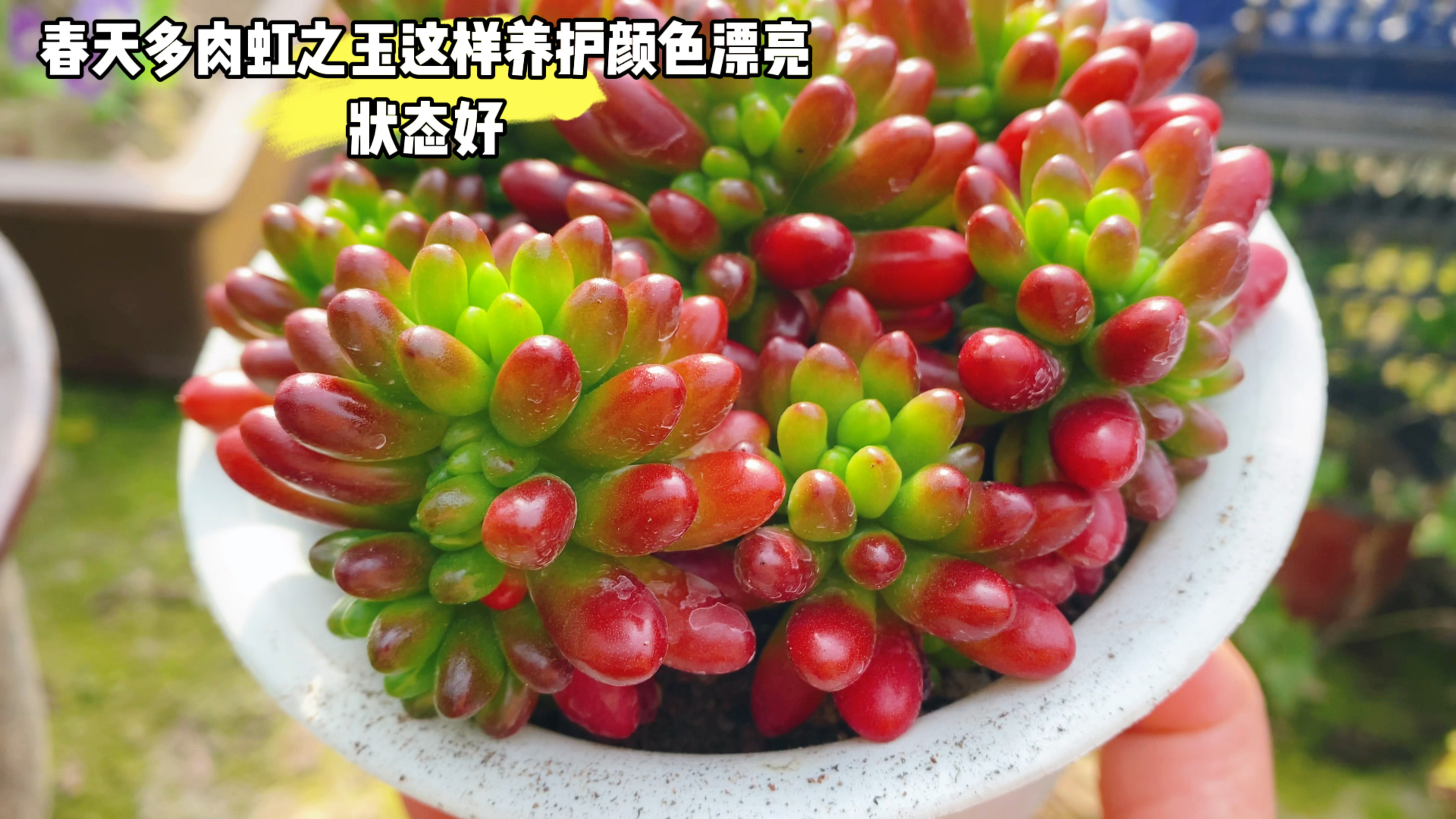 春季多肉虹之玉做好这些养护,颜色漂亮状态好!