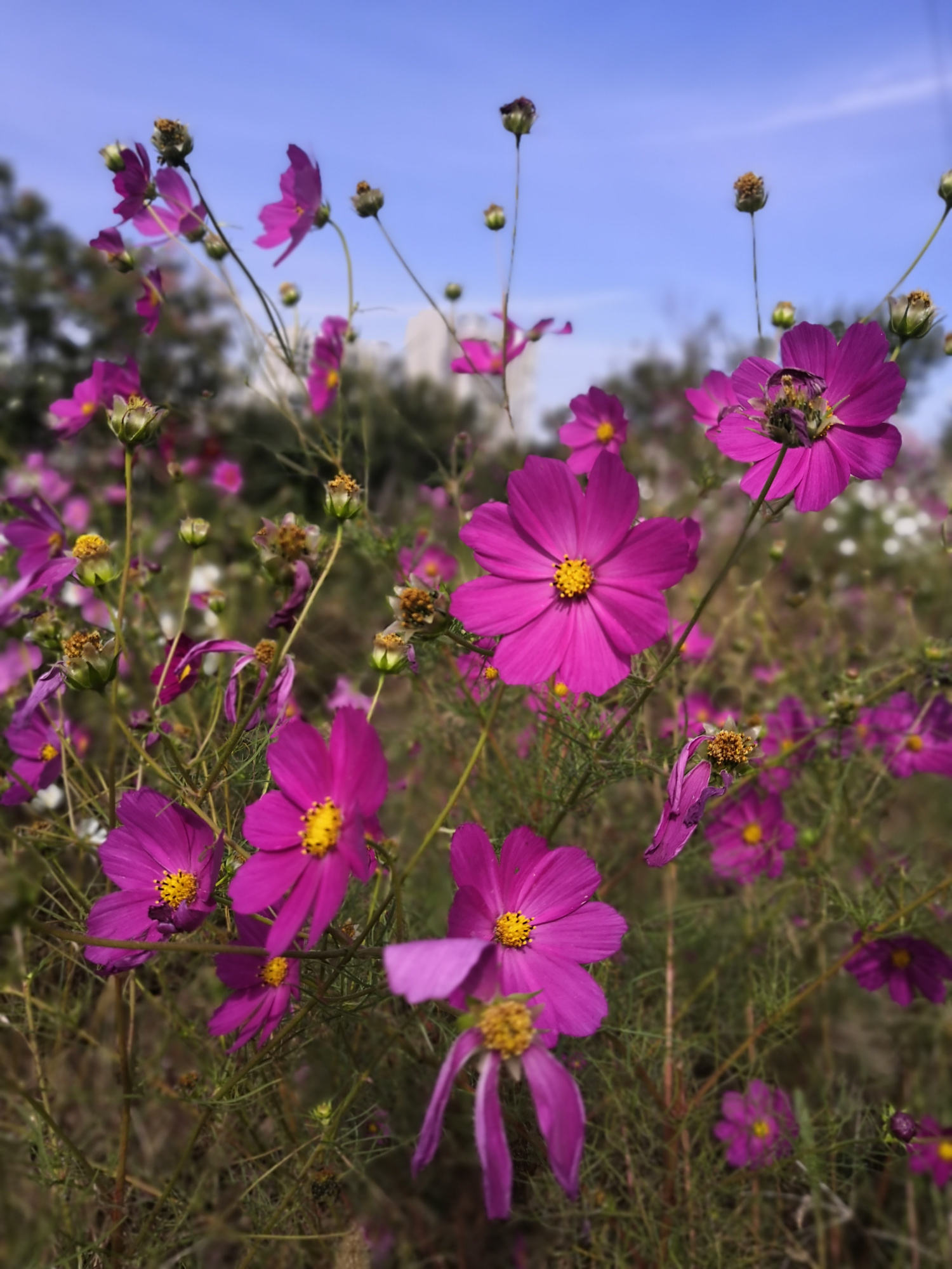 十一的尾巴邂逅一片花海,让我心花怒放!我拍我拍我拍拍拍