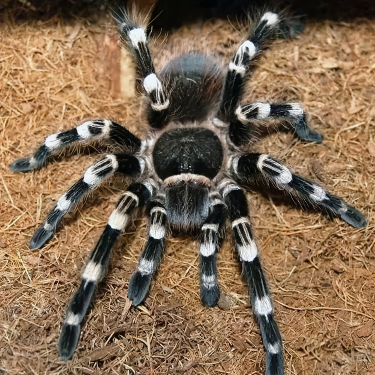 巴西白膝头蛛别名巴西黑白条纹蜘蛛,是蜘蛛目,捕鸟蛛科动物,原产于