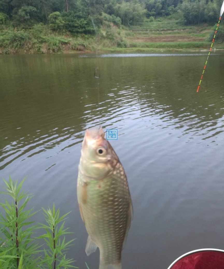 野钓不怕没鱼钓,只要知道这几点照样爆护