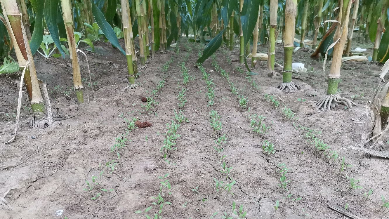 玉米地里播种神器套种香菜的效果就是不一样
