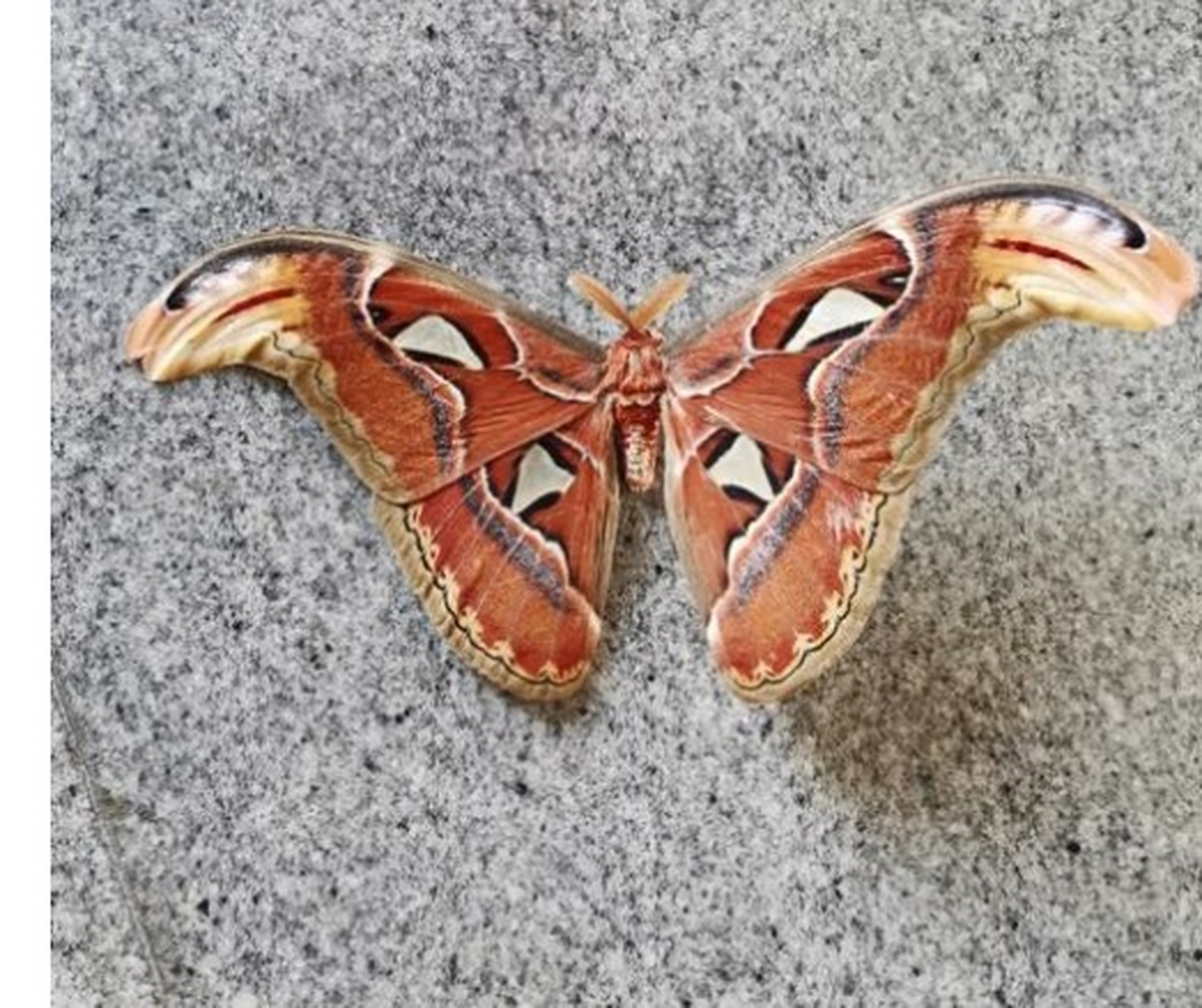 有网友好奇,这种蝴蝶是怎么知道别的掠食