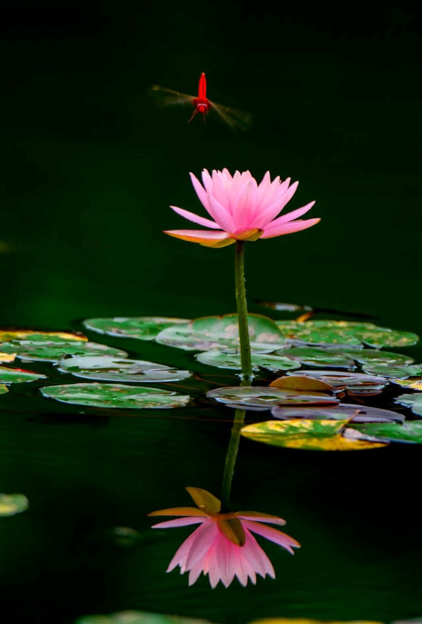 红蜻蜓与睡莲太美了#摄影# #中国美景大赏