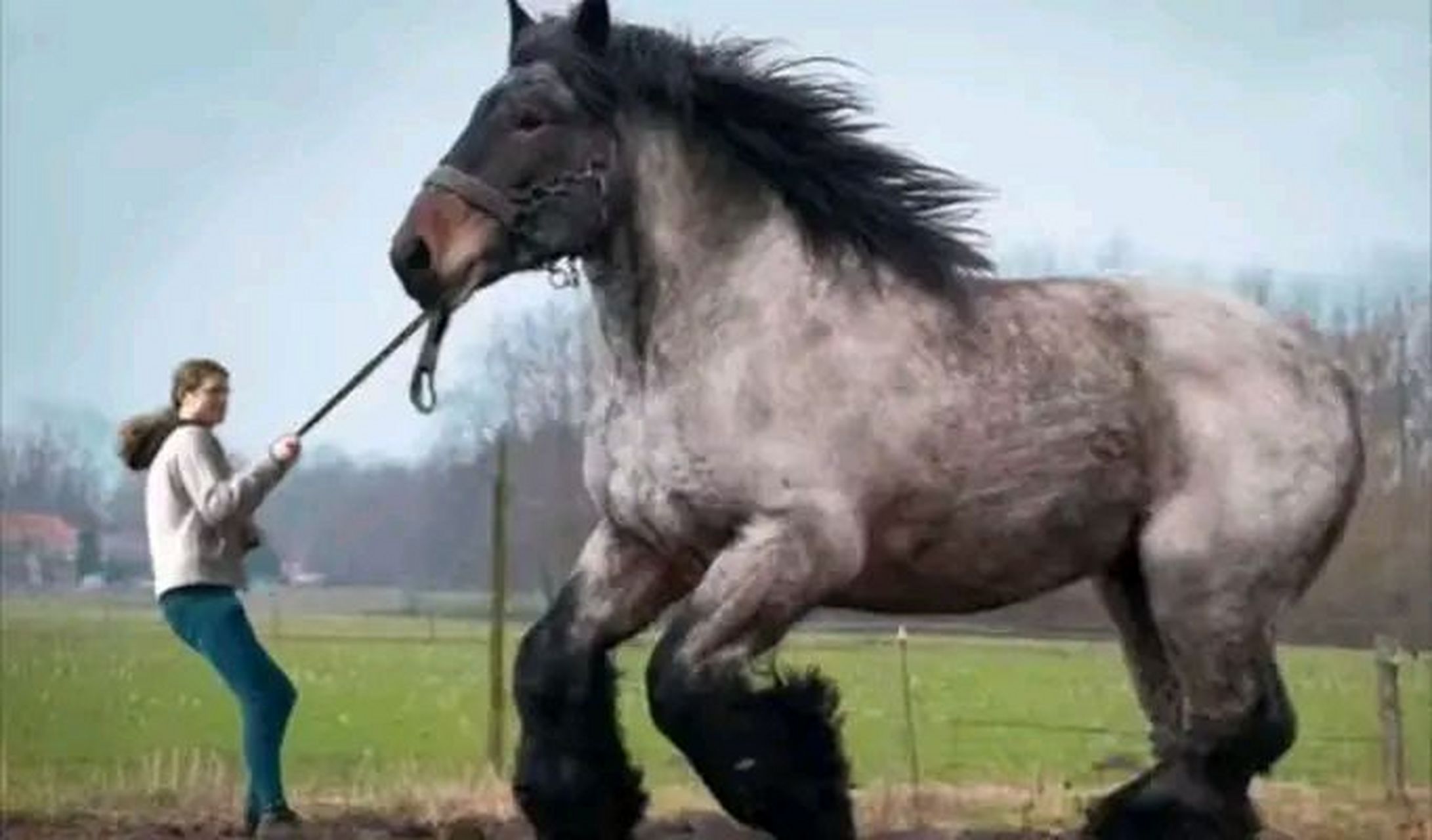 世界上最大的马 英国夏尔马是世界上最大的马,也是世界上著名的挽马.