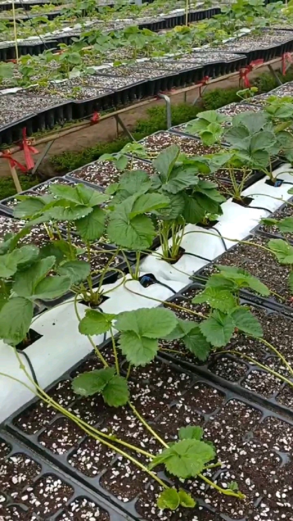 草莓苗穴盘苗育苗基地!健康无病害,早果,丰产,成活率高!
