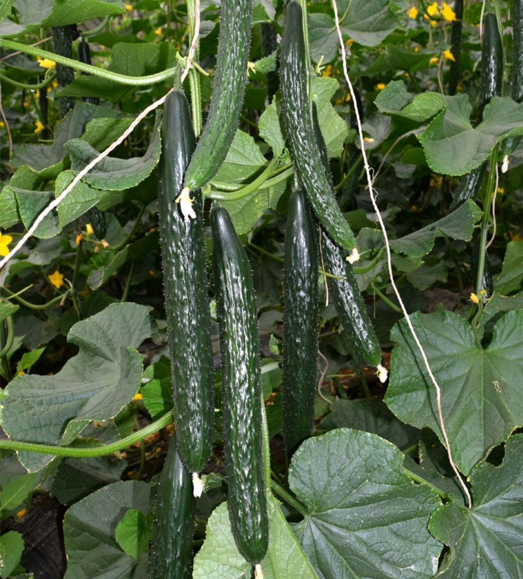 四月广东瓜果蔬便宜青瓜才1块,农民想种菜赚钱,要学会这2点方法