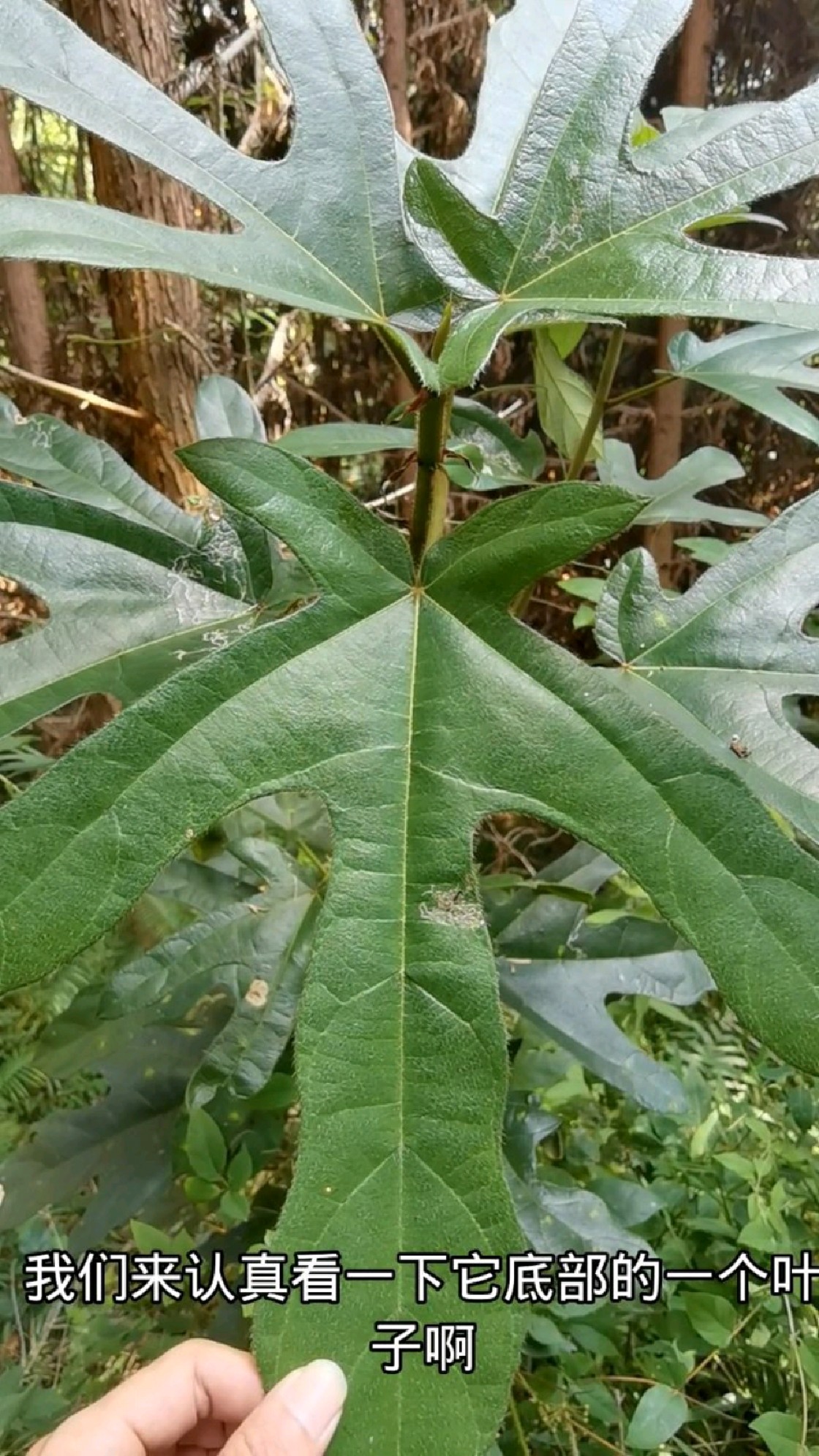 深入认识五指毛桃!下次上山遇到记得挖回家煲汤,注意关好门窗,以免邻