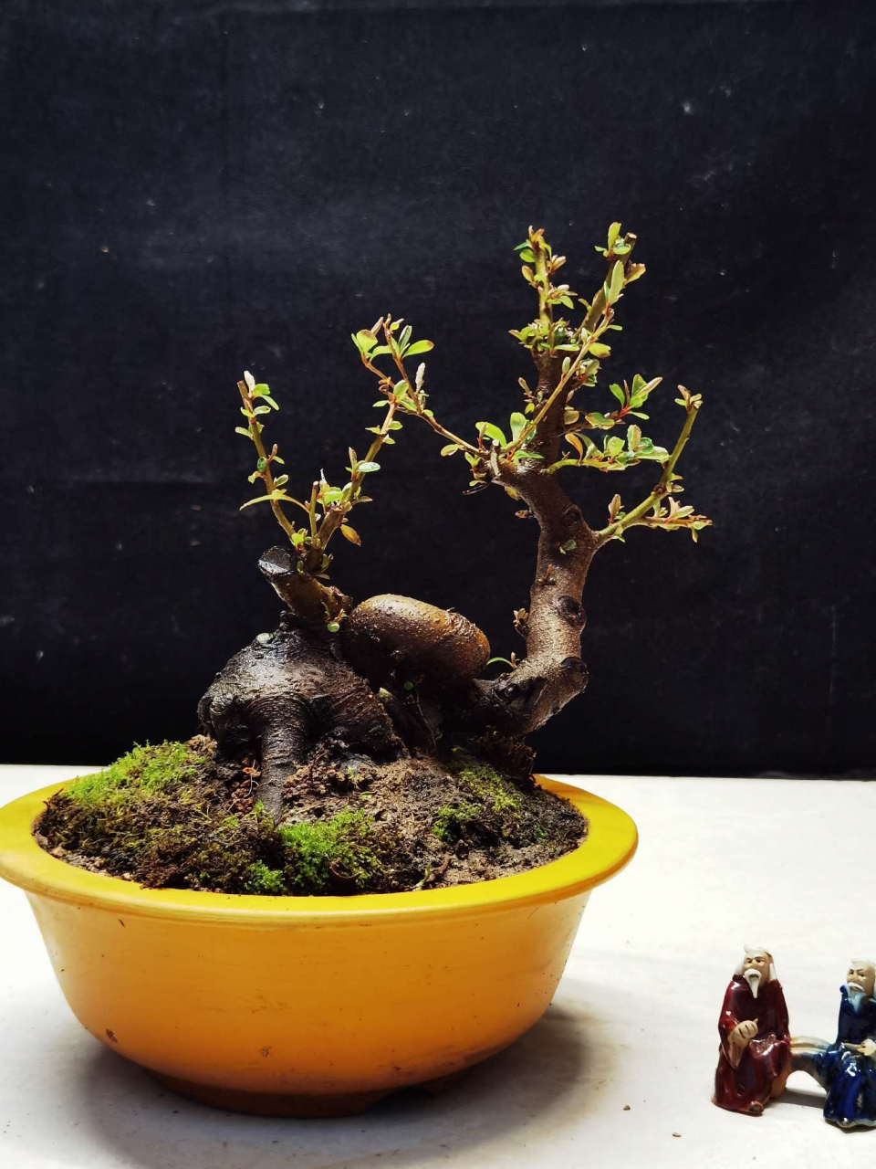 黄果火棘陀陀盆景 黄果火棘陀陀盆景 黄果火棘陀陀盆景 黄果火棘,原生