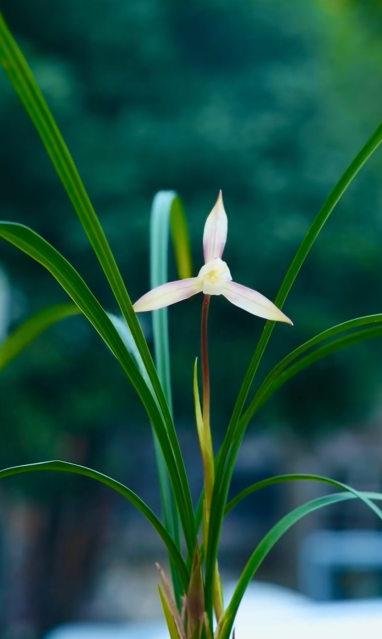 深谷之中,幽兰独盛,犹如湘西乡村的少女,娴静,妩媚.