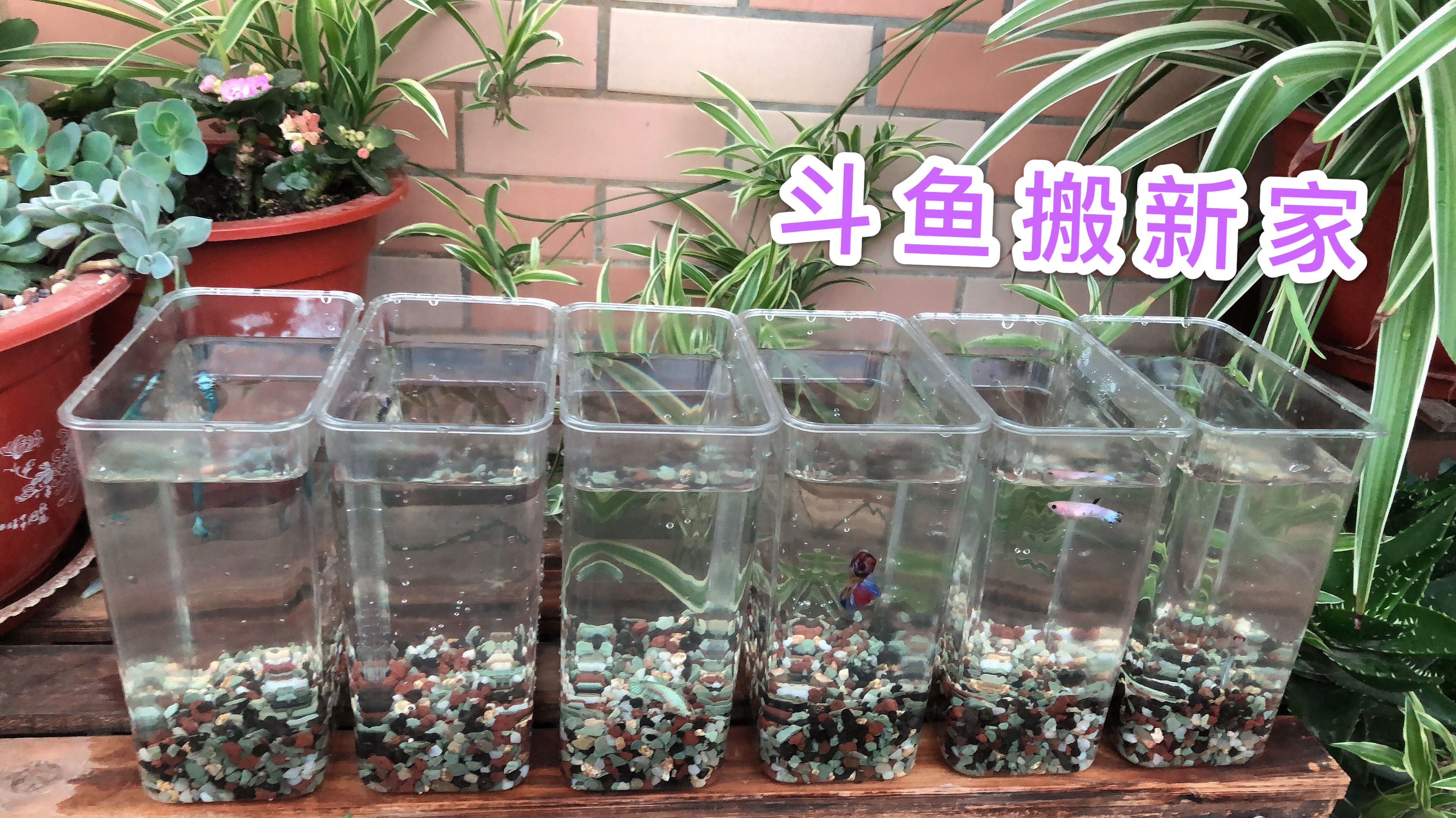 花了4.6元买咖啡盒养斗鱼迷你小鱼缸,斗鱼没有过滤多少换次水?