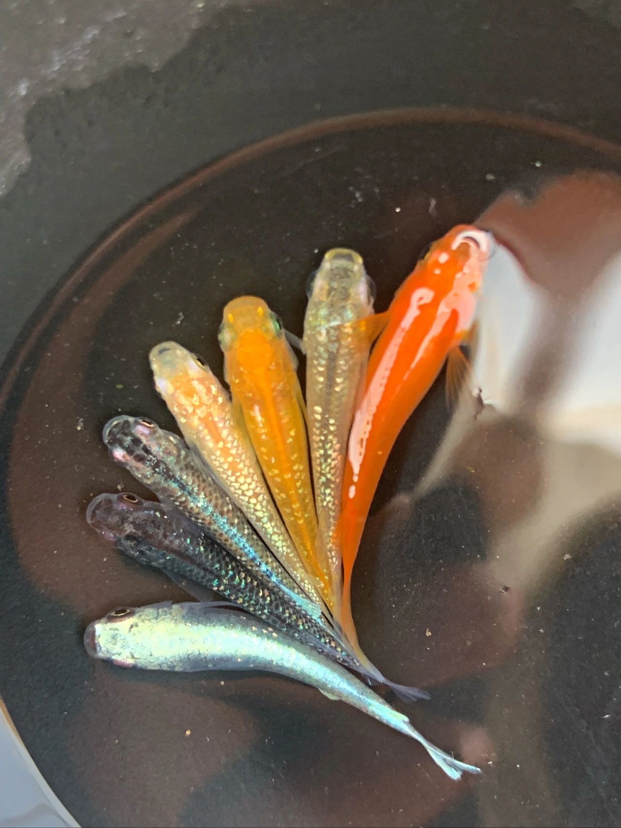 观背青鳉大杂烩