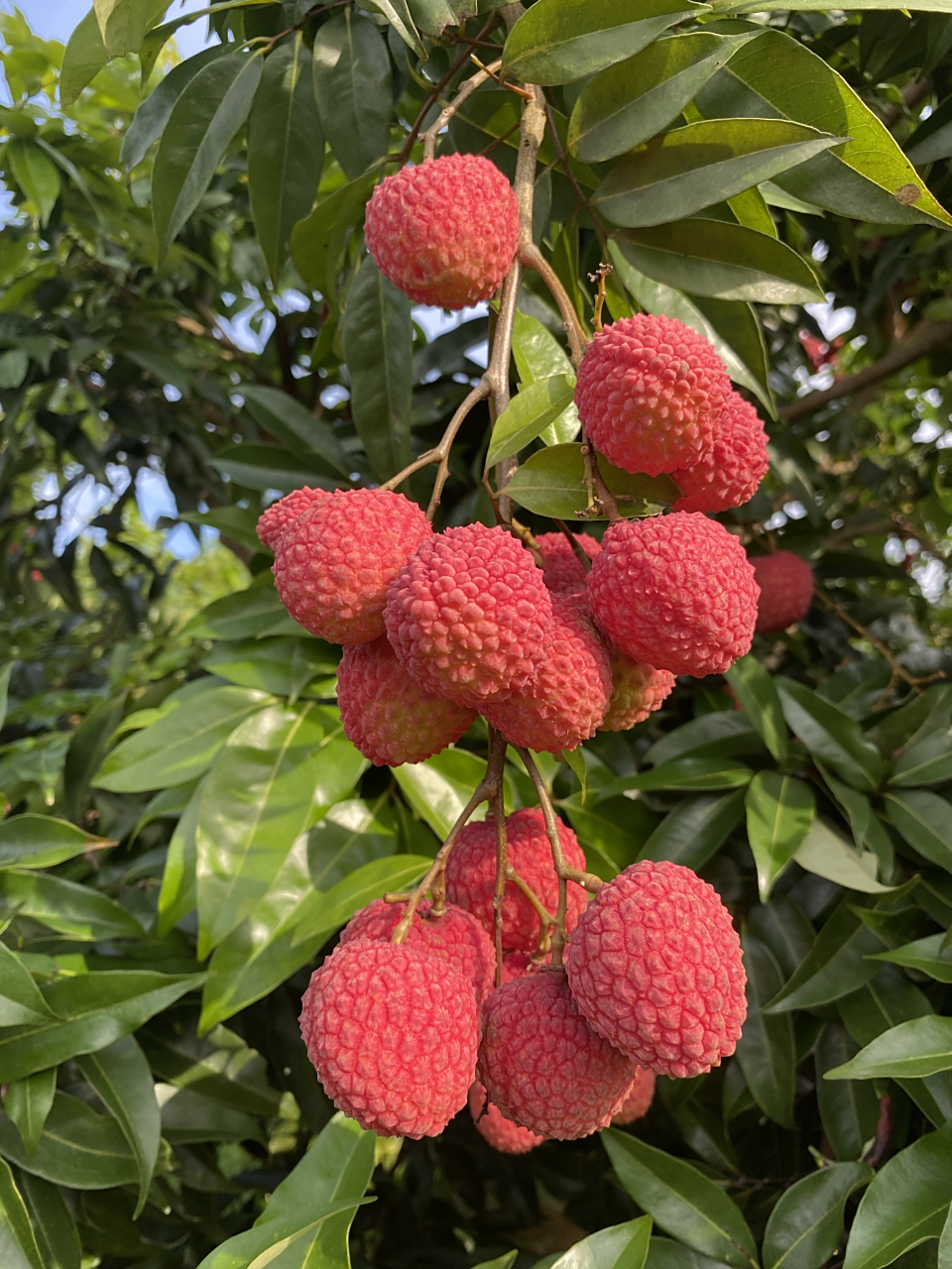 中国红品种荔枝也叫情人荔,核小多汁,脆口清甜,是近些年来较为受大众