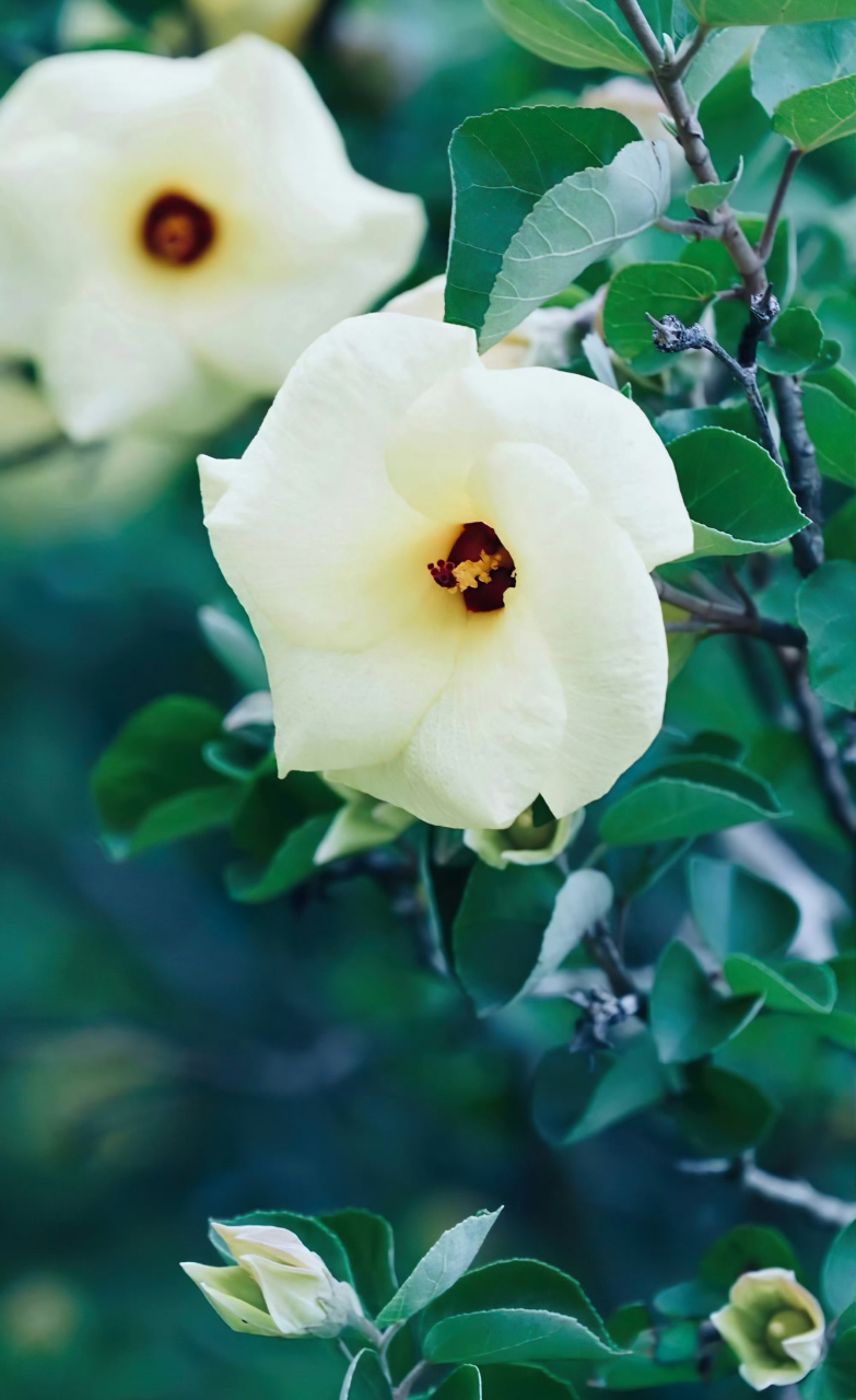 海滨木槿,清新淡雅.