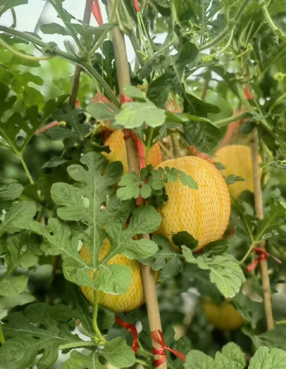 绿皮红瓤或绿皮黄瓤的西瓜,大家都吃过,可你见过黄皮红瓤的西瓜吗?