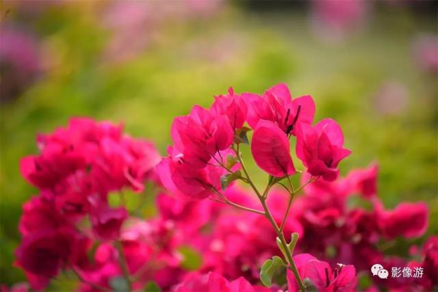 深圳又一網紅打卡公園正式開放 大片花海盛開正旺 就在寶安