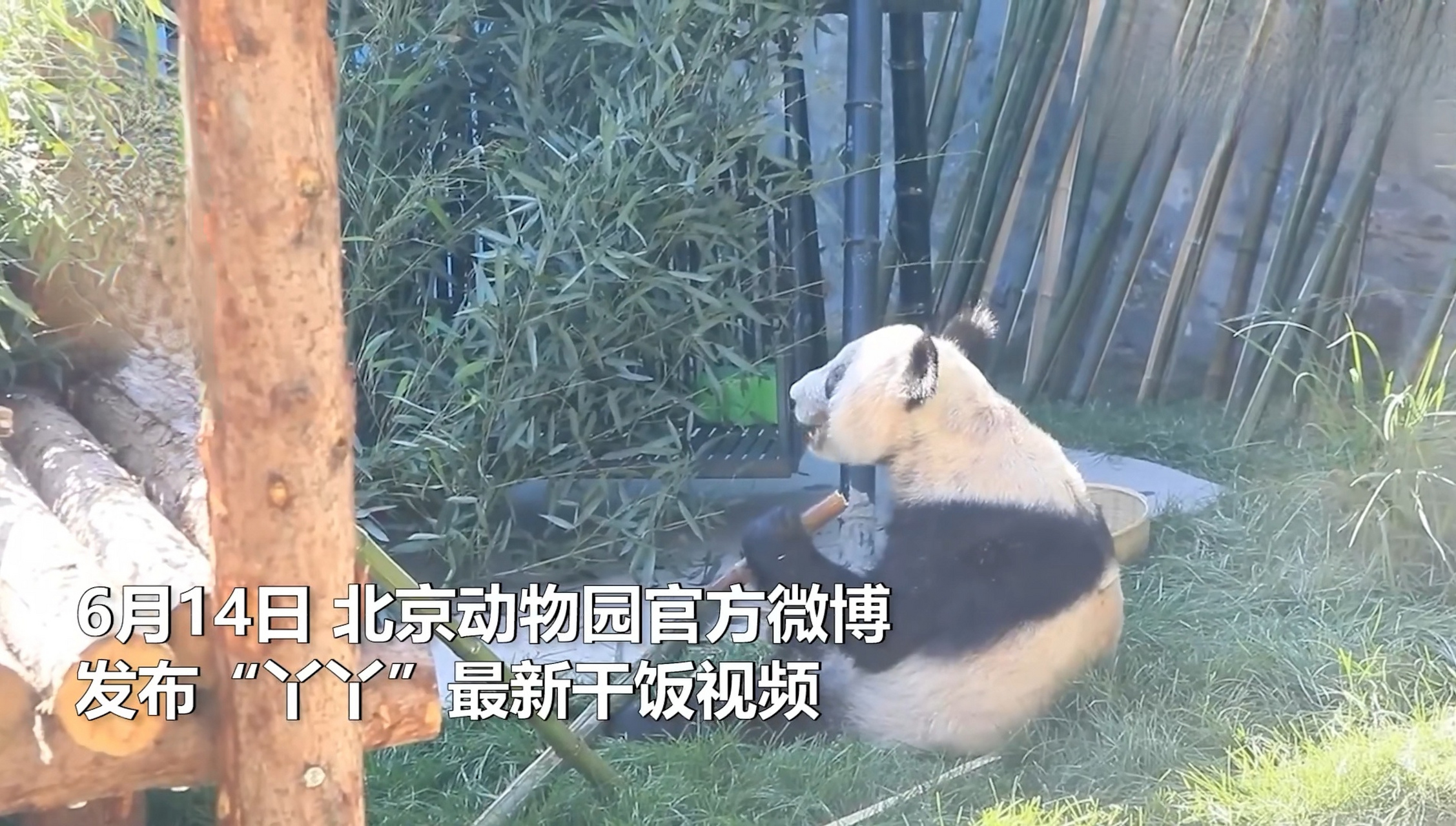 丫丫# 丫丫在北动的外景直播:手握脆竹笋,大口干饭,耳朵依旧拉风!