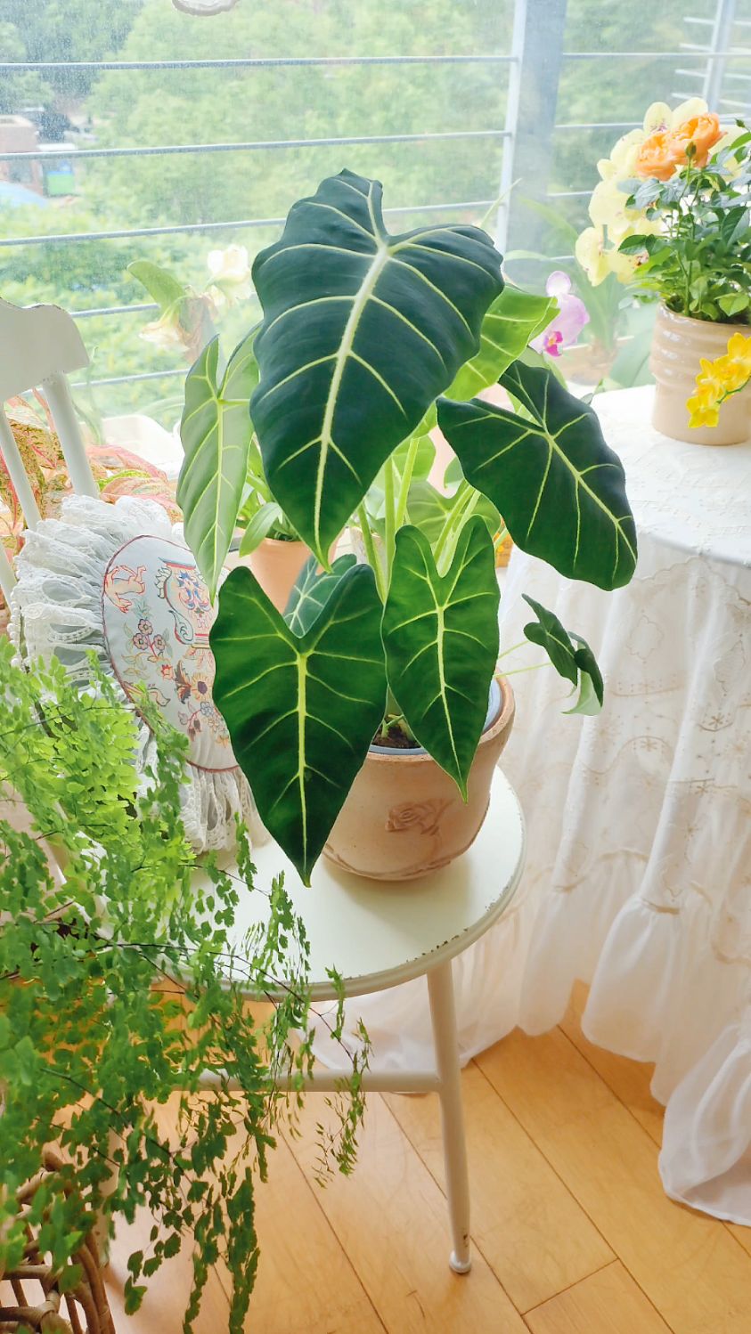 绿天鹅绒海芋,这也太美了吧!