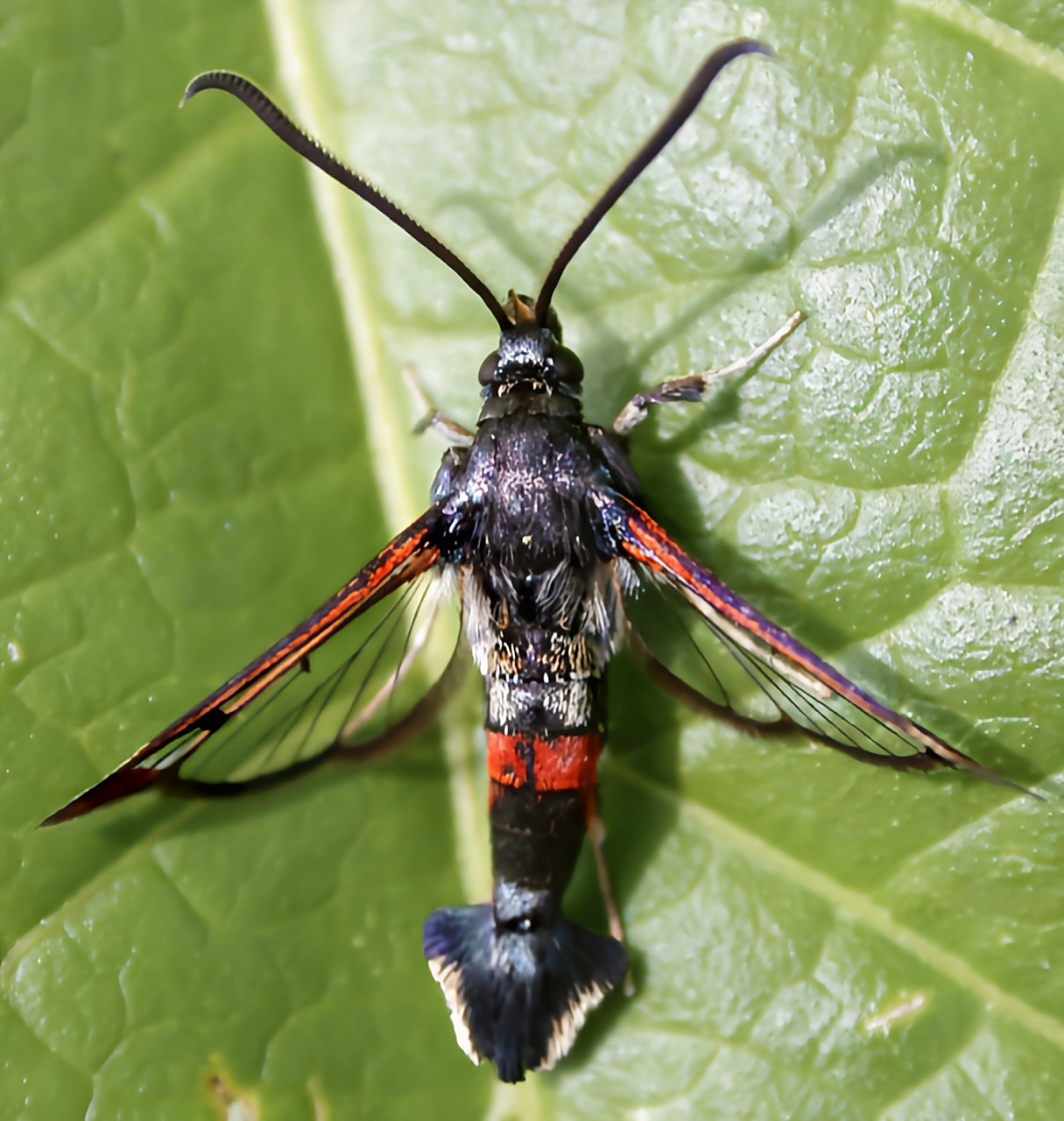 每天认识一种昆虫——透翅蛾 透翅蛾是鳞翅目,透翅蛾科昆虫的通称