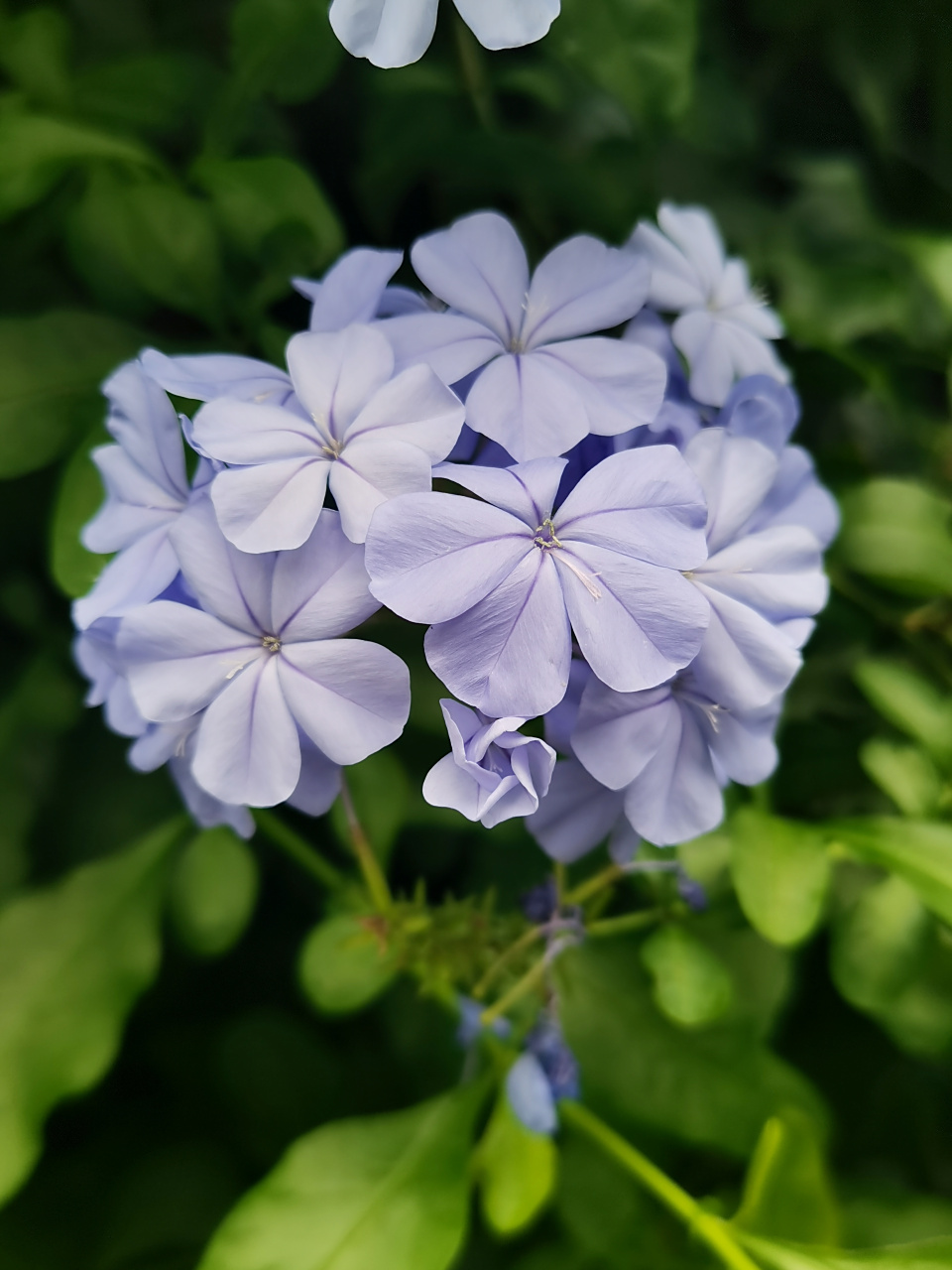 蓝花丹,是白花丹科百花科属的常绿亚灌木.