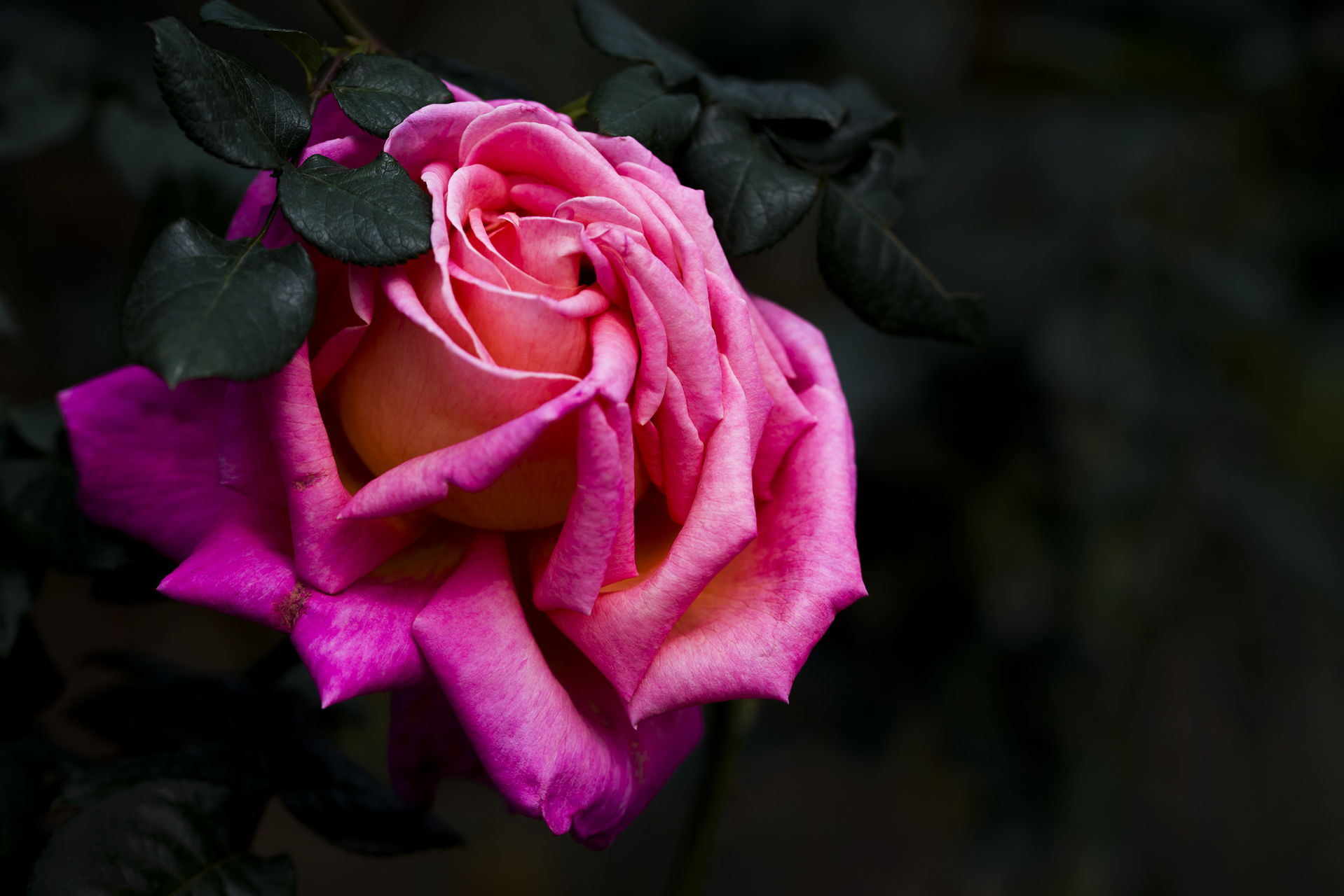 月季花—紫雾泡泡.