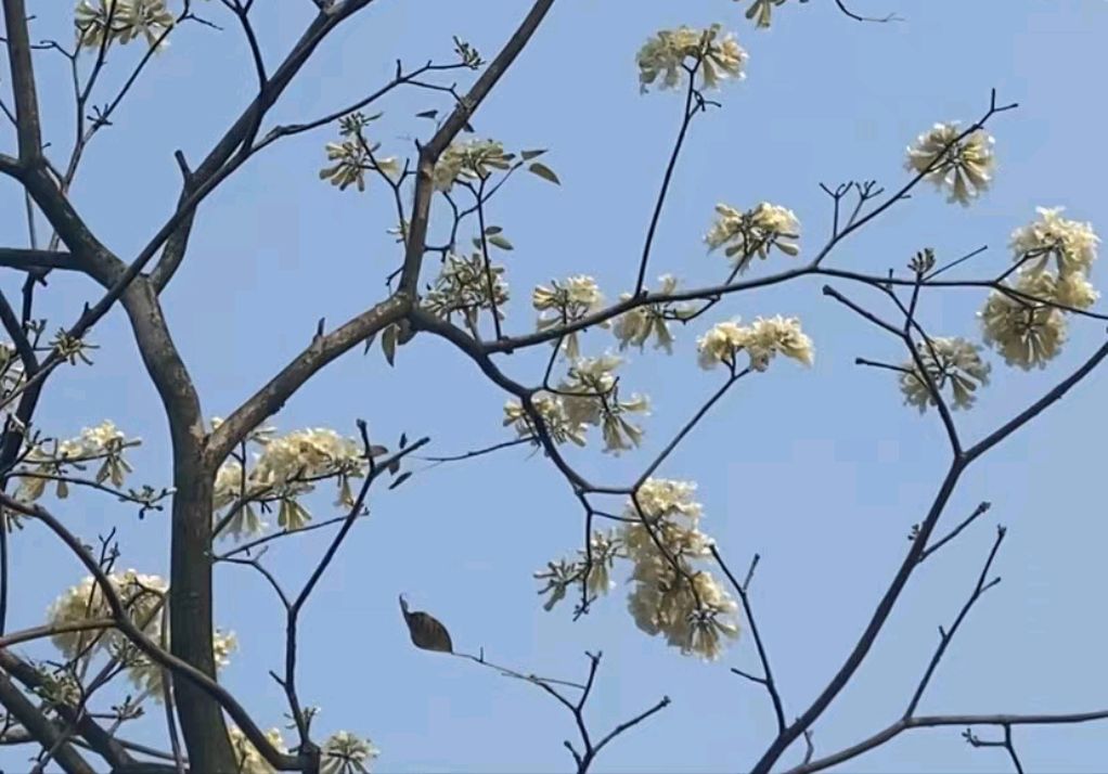 墨染七客《唐詩三百首》分韻詩小讀026李端《聽箏》篇