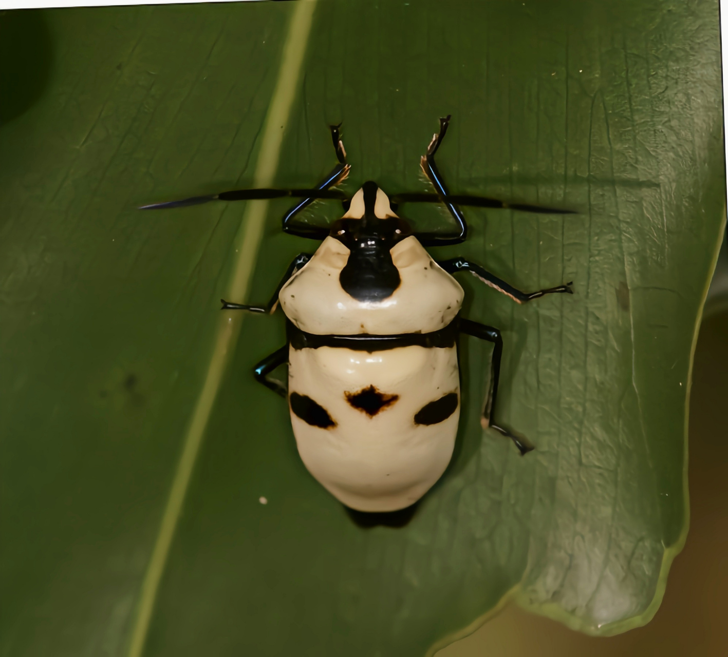 每天认识一种昆虫——大盾背蝽象 大盾背蝽别名人头盾蝽,骷髅头盾蝽是