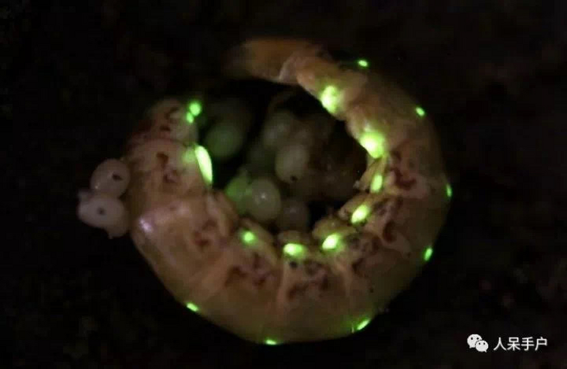 萤火虫幼虫.